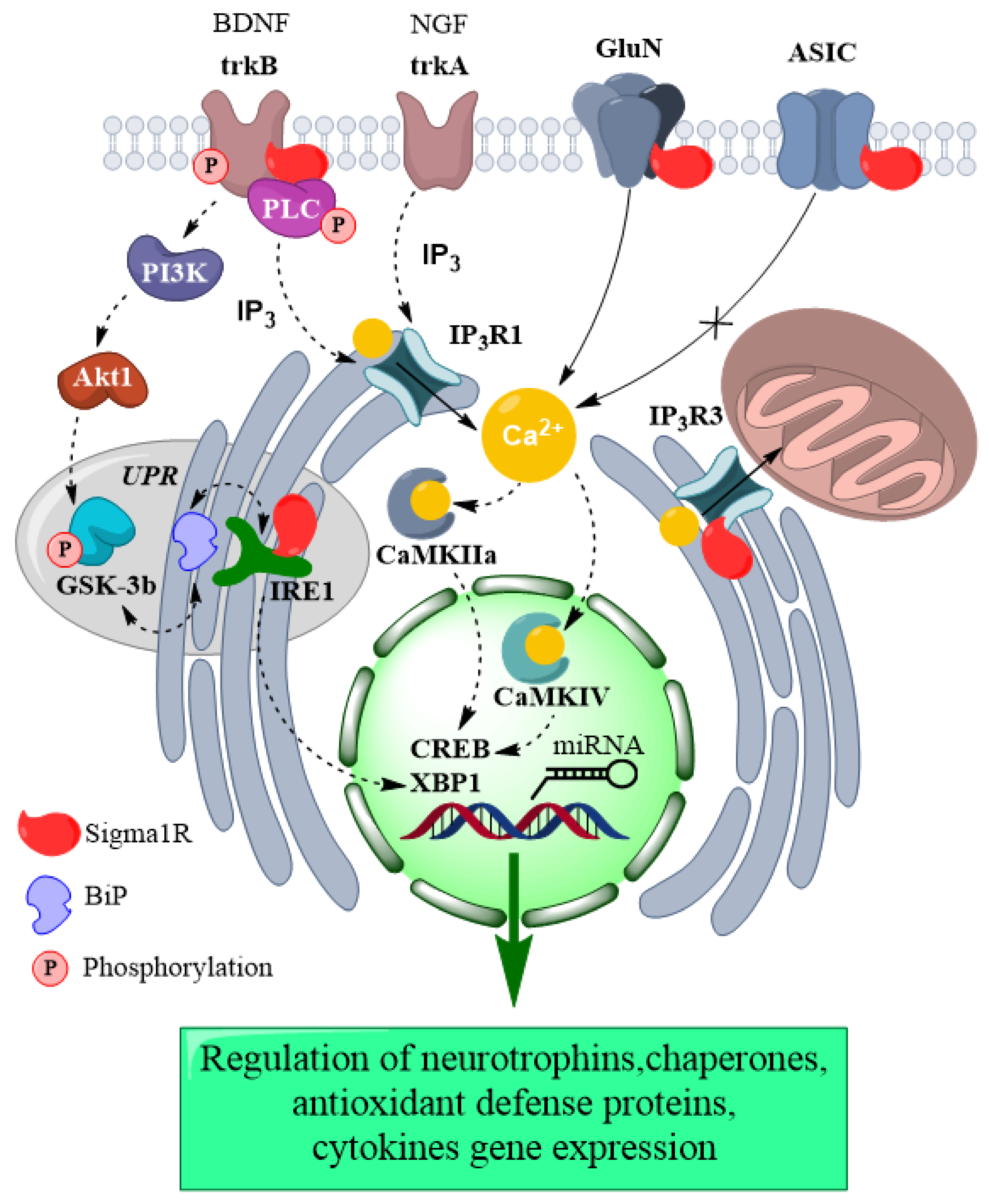 IJMS | Free Full-Text | Chaperone Sigma1R and Antidepressant Effect