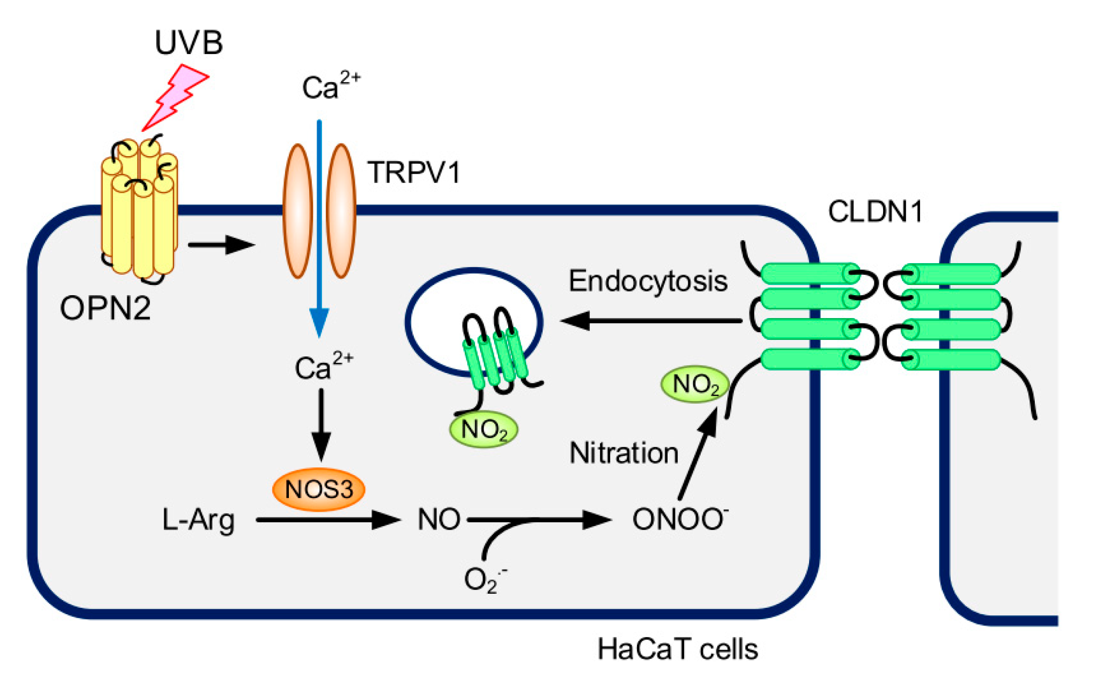 Ijms 21 07138 g010 Ijms 21 07138 g010