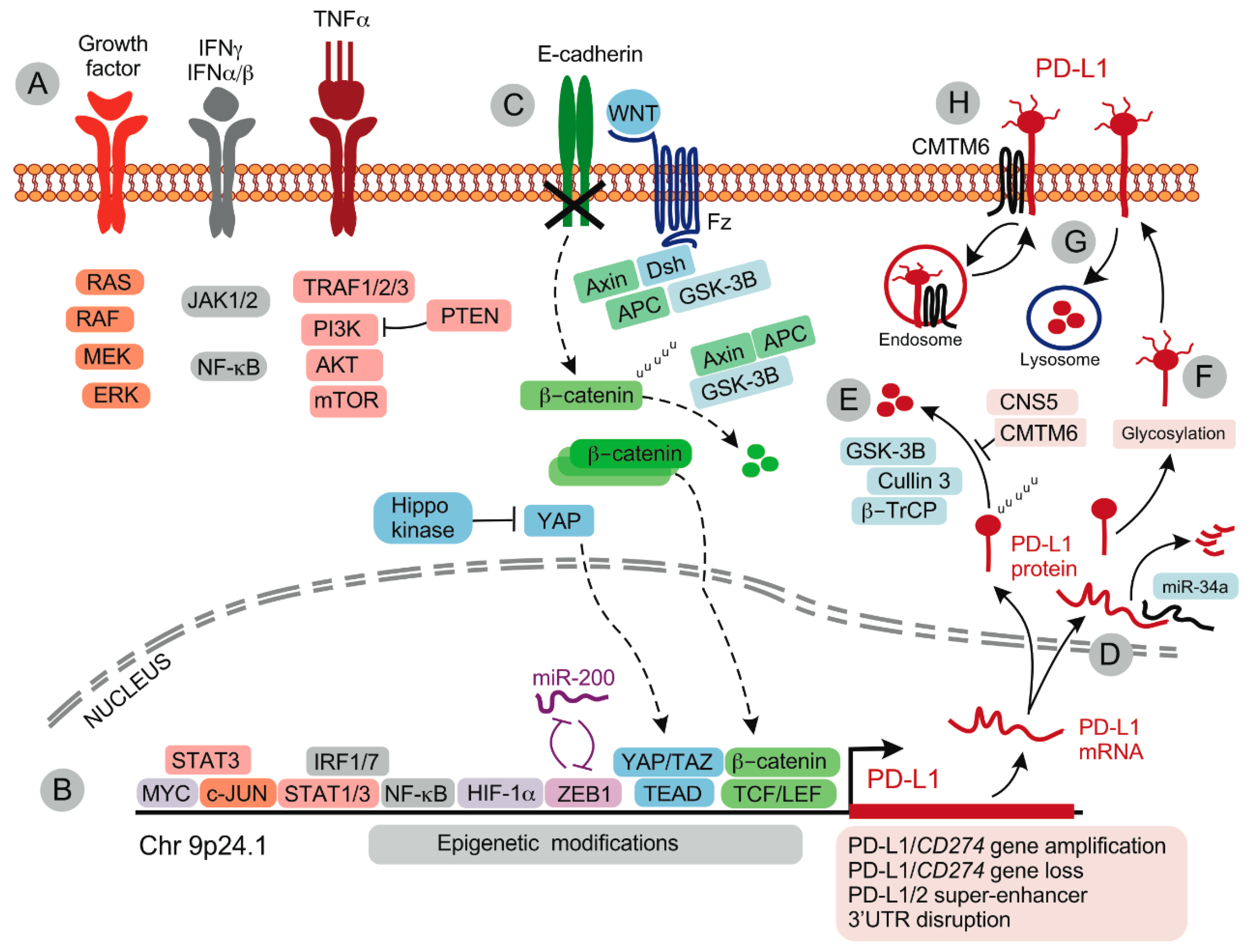 Spatial and Temporal Changes in PD-L1 Expression in Cancer: The Role of Genetic Drivers, Tumor Microenvironment and Resistance to Therapy
