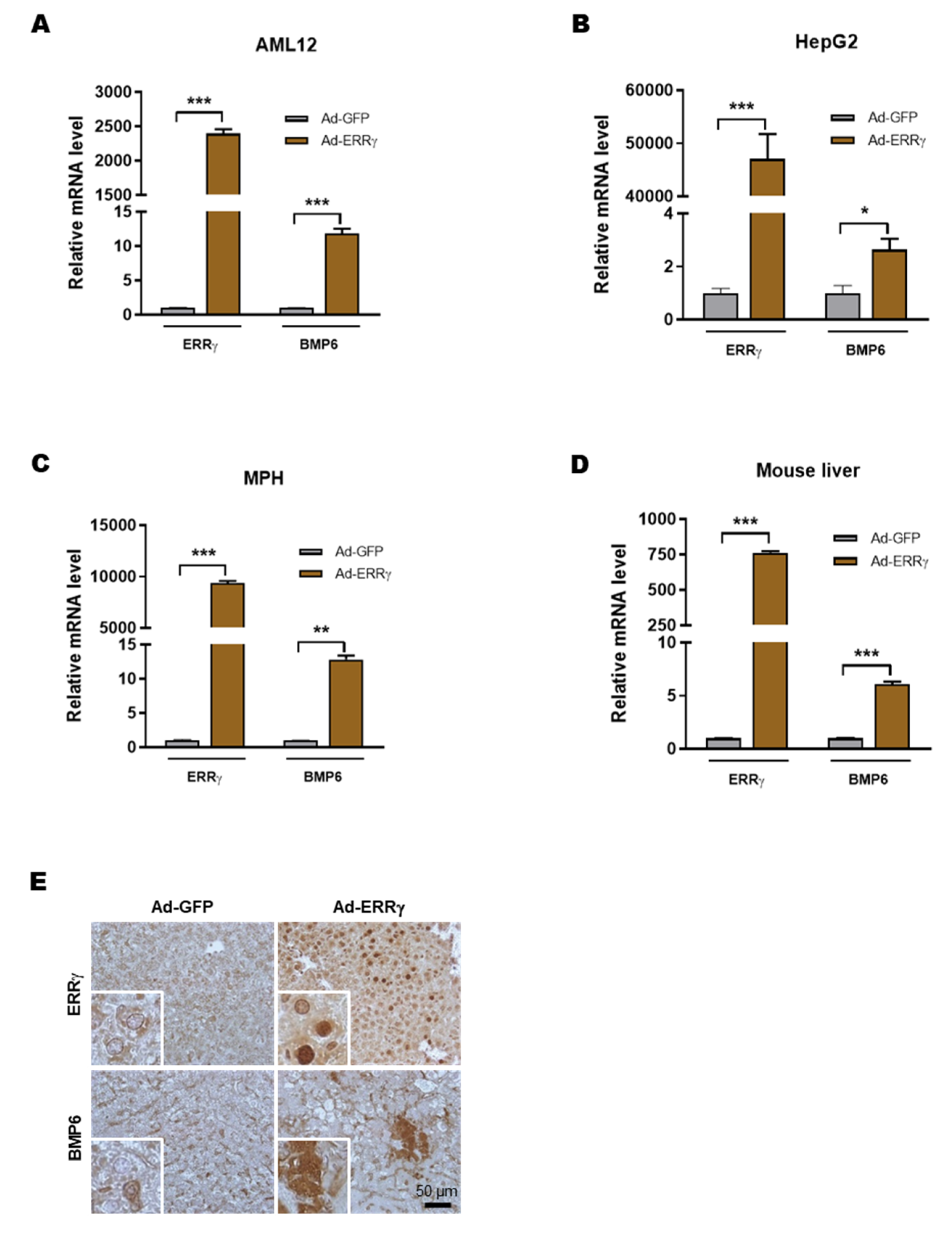 Ijms 21 07148 g002 Ijms 21 07148 g002