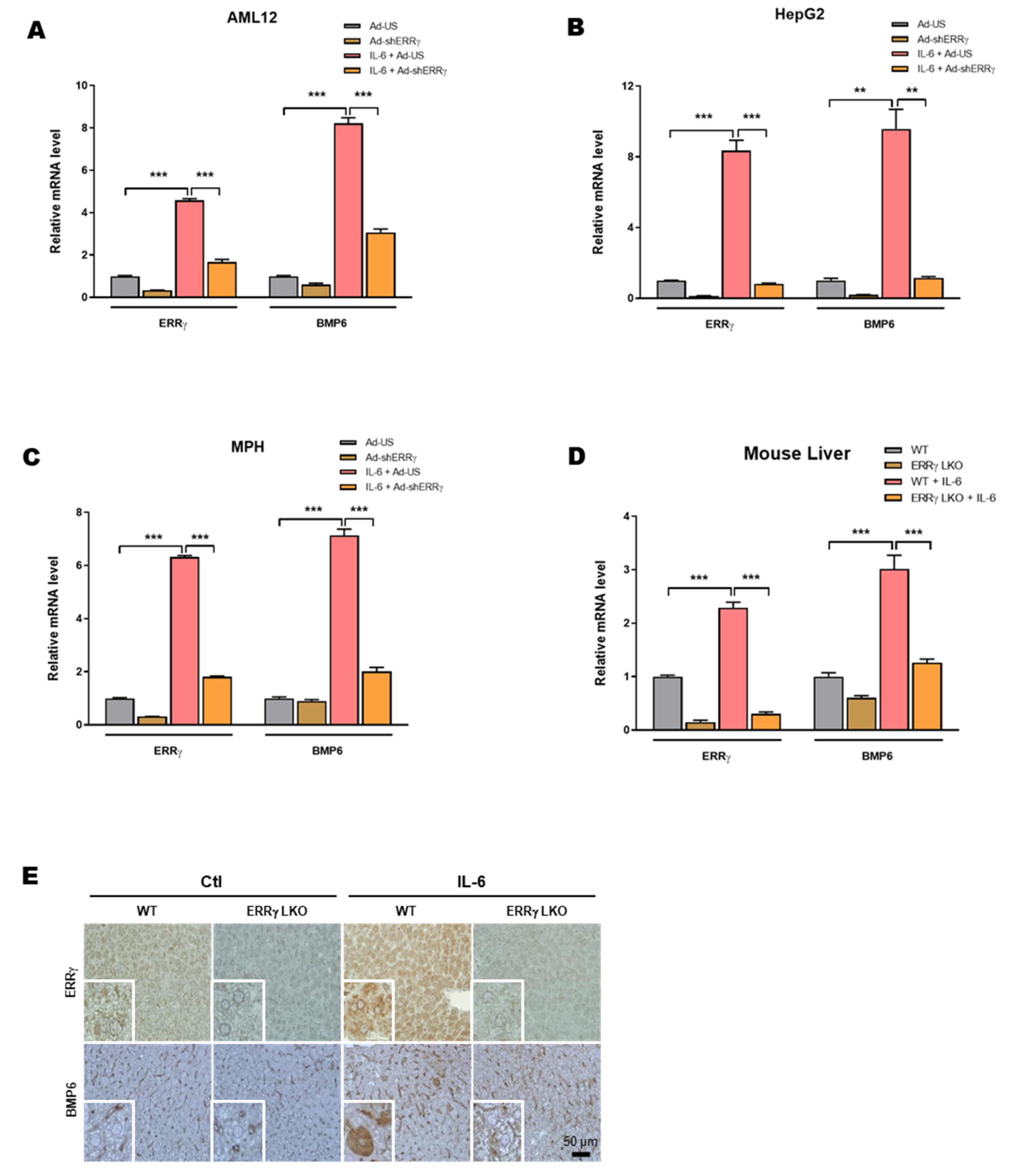 Ijms 21 07148 g003 Ijms 21 07148 g003