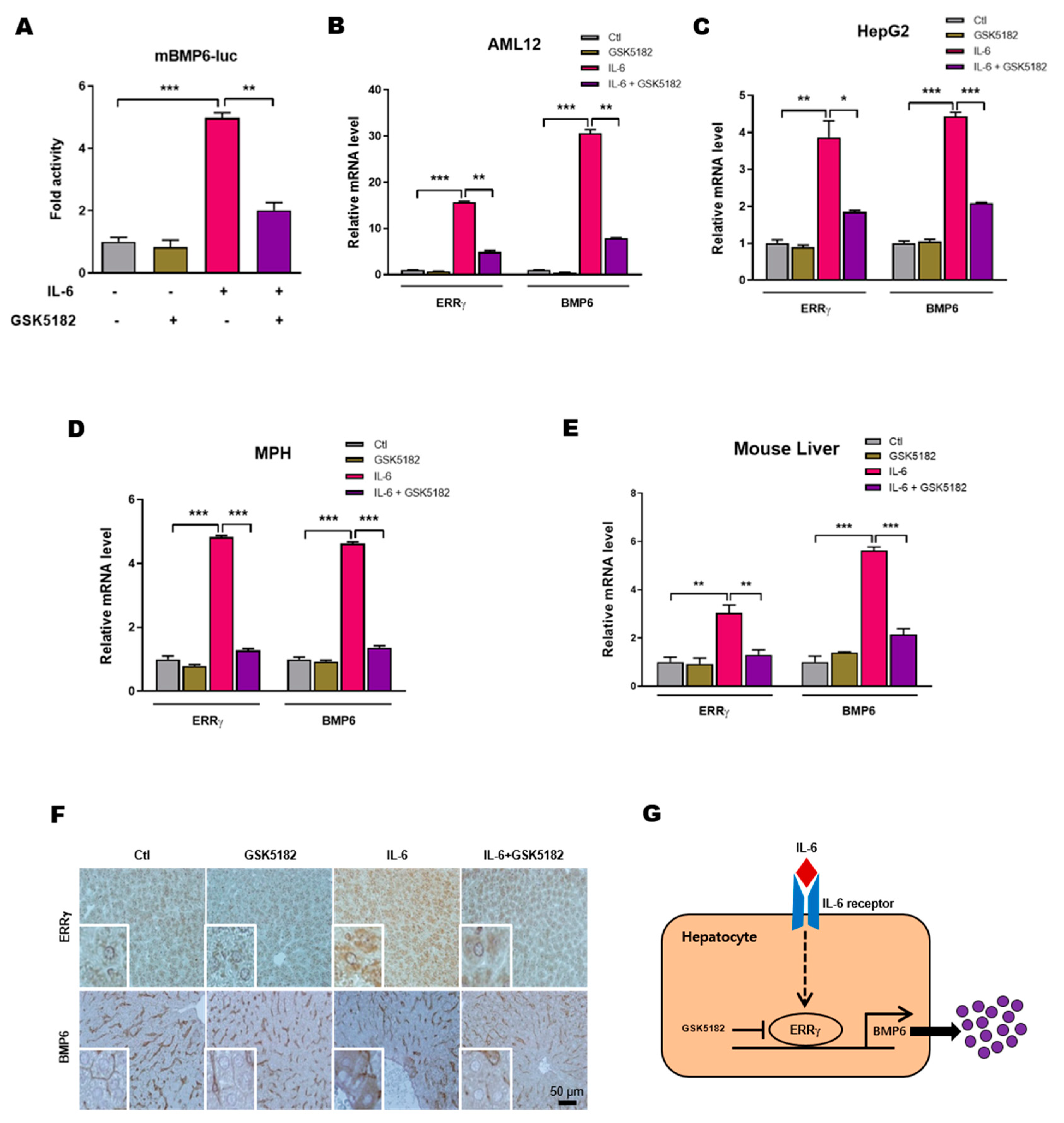 Ijms 21 07148 g005 Ijms 21 07148 g005