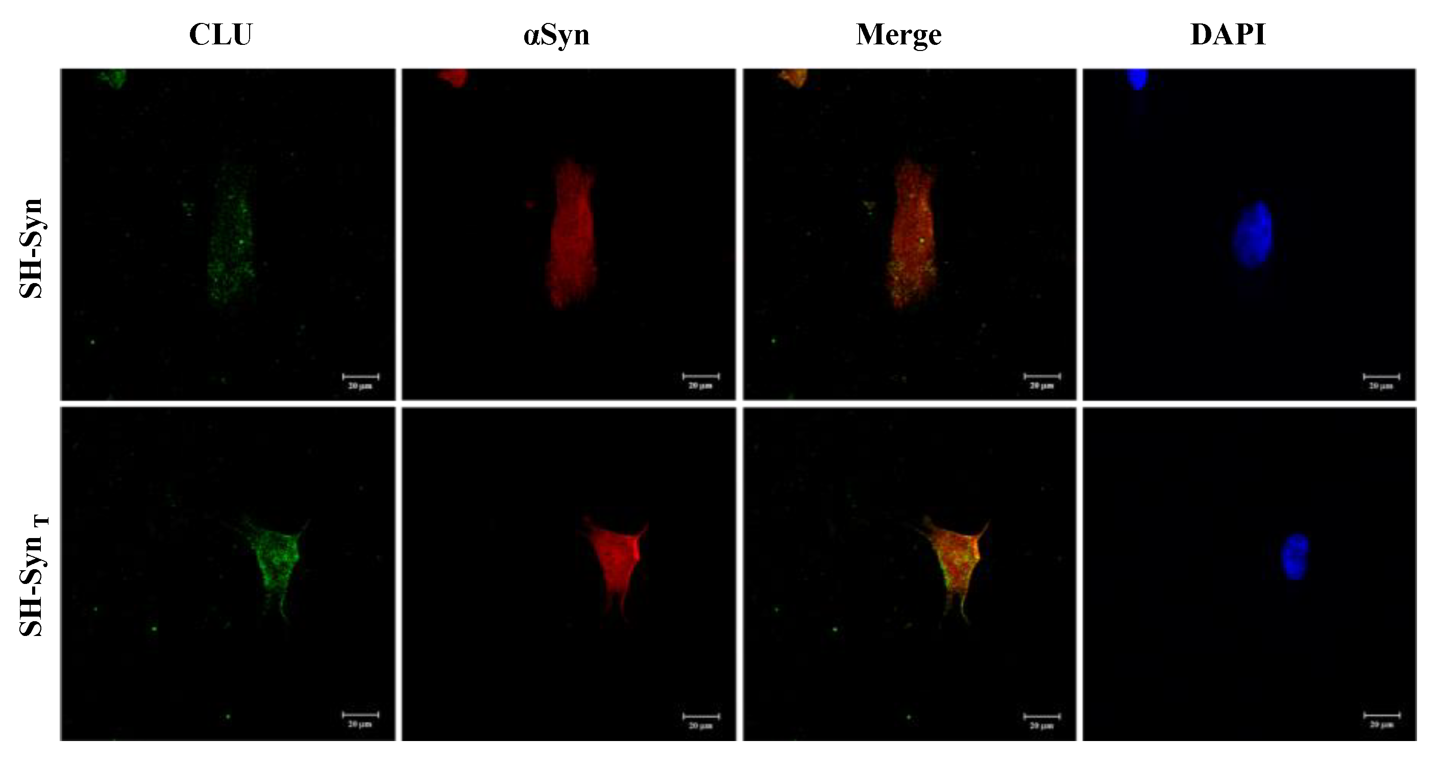 Ijms 21 07181 g006 Ijms 21 07181 g006