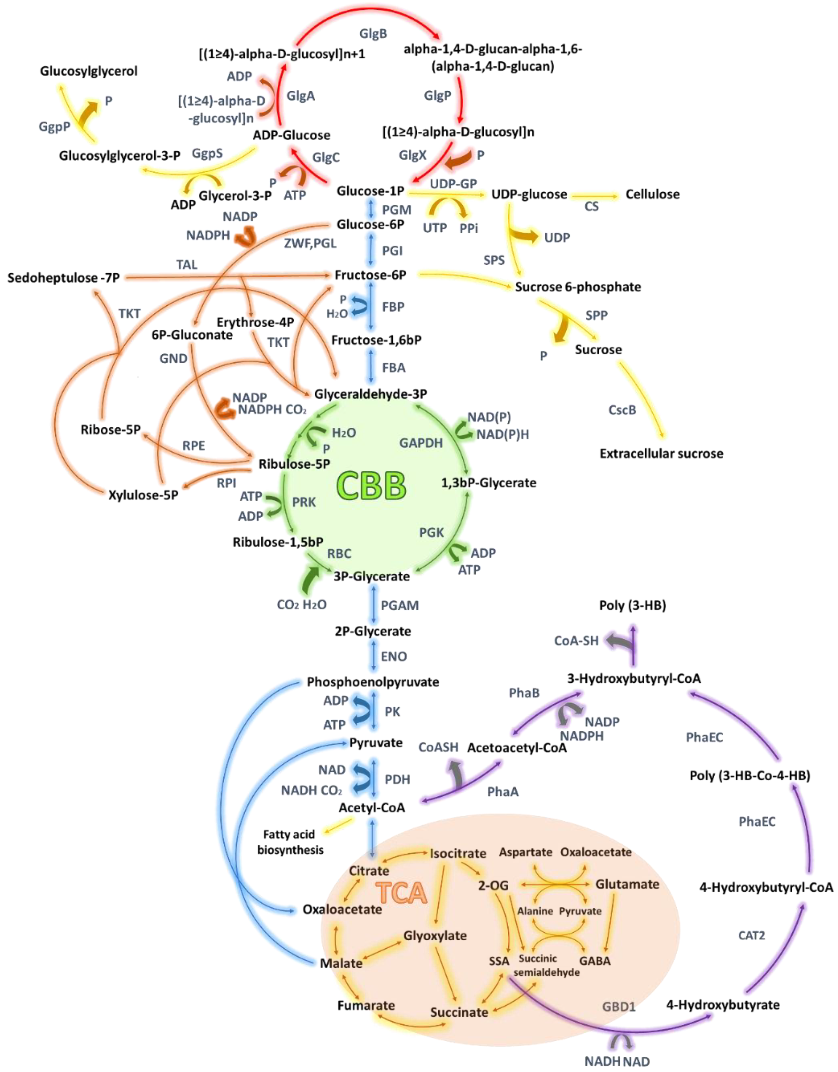 Ijms 21 07204 g003 Ijms 21 07204 g003