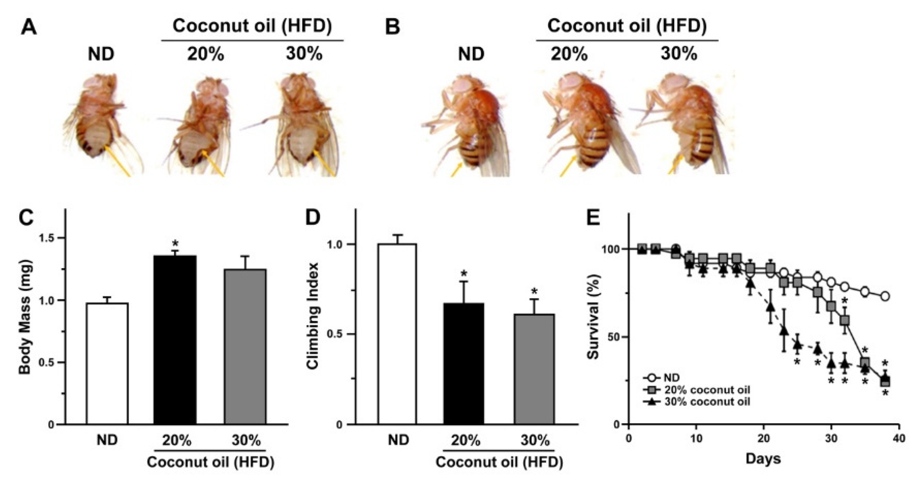 Ijms Free Full Text Functional Characterization Of Gomisin N In 8299