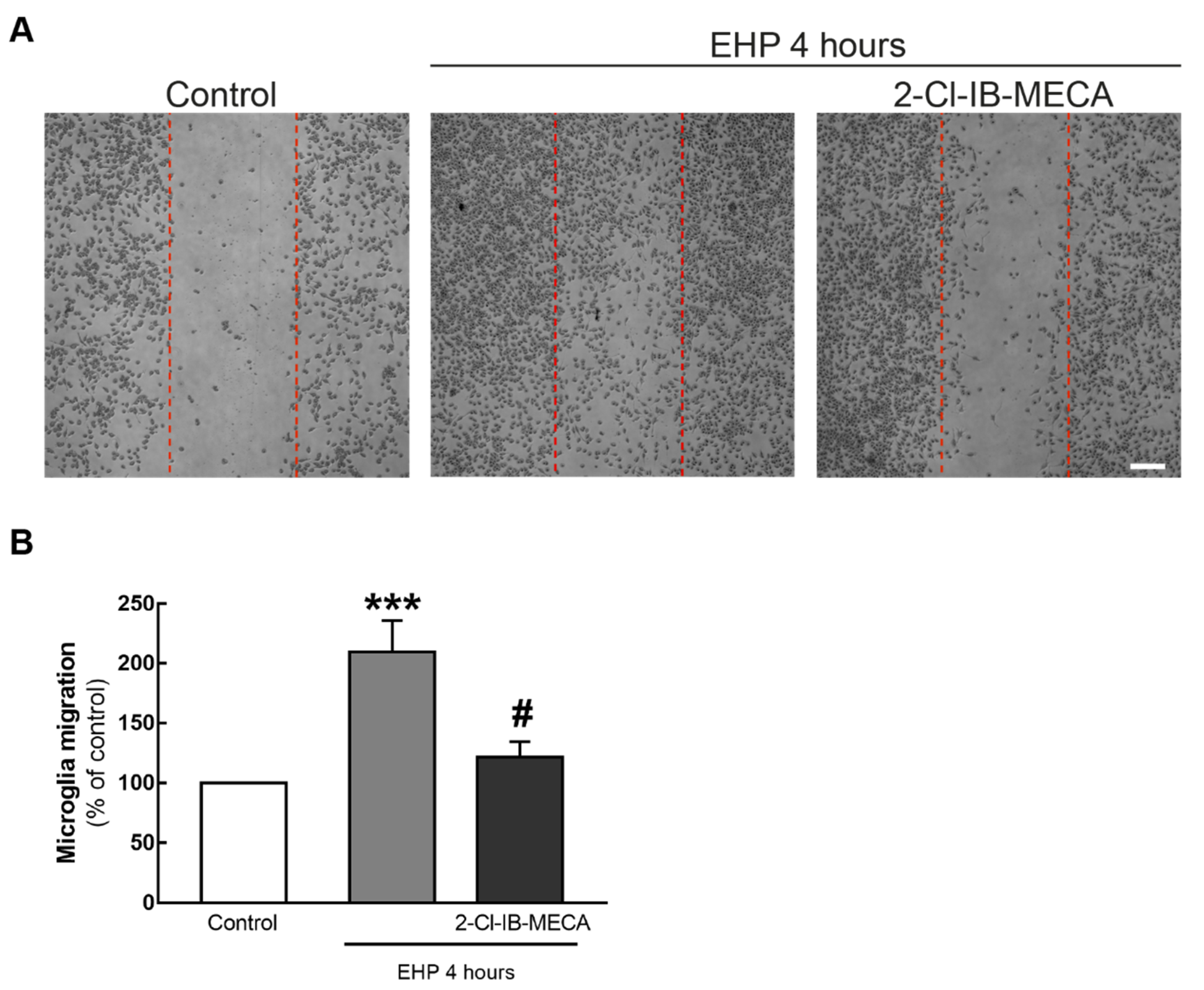 Ijms 21 07218 g003 Ijms 21 07218 g003