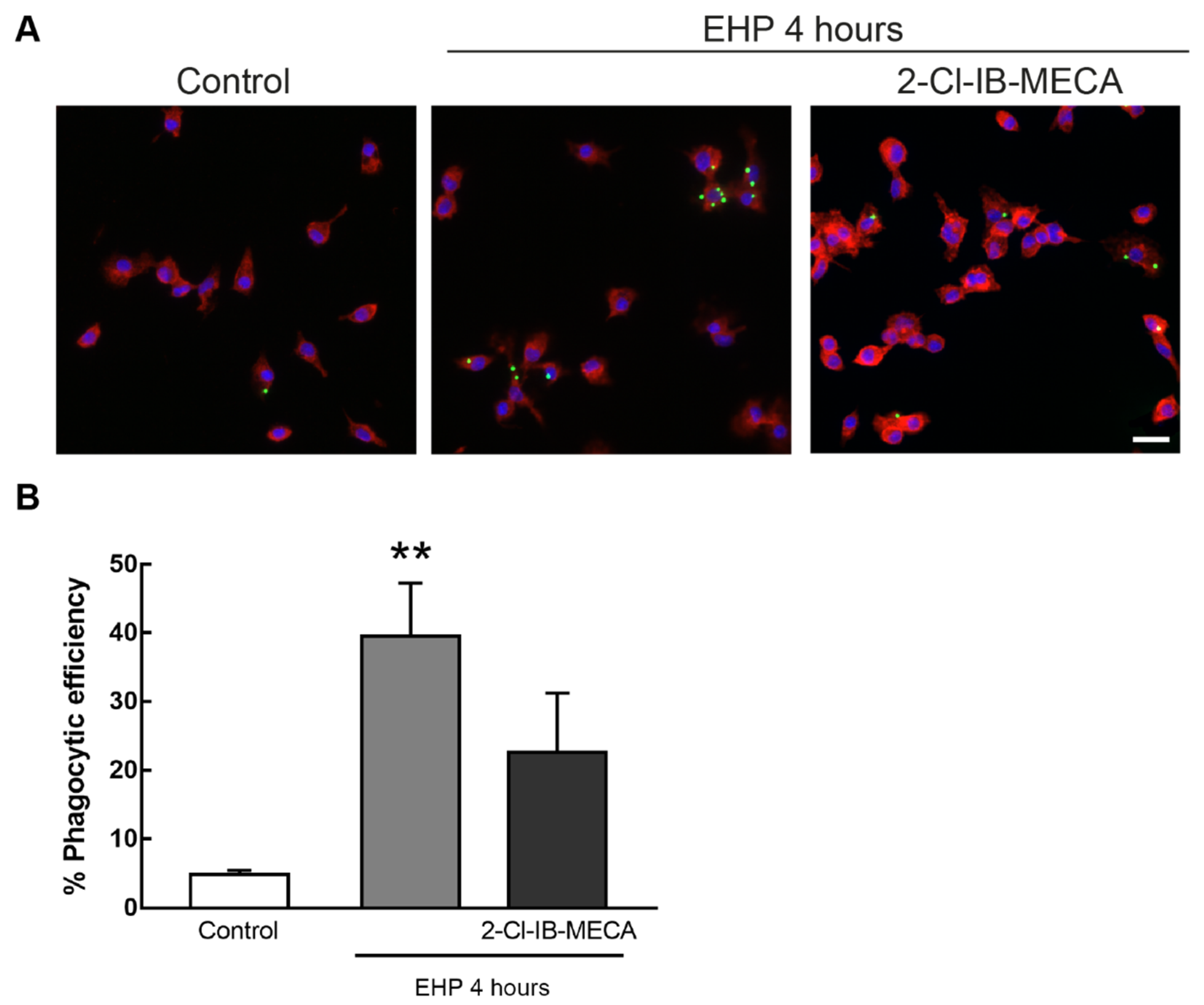 Ijms 21 07218 g006 Ijms 21 07218 g006