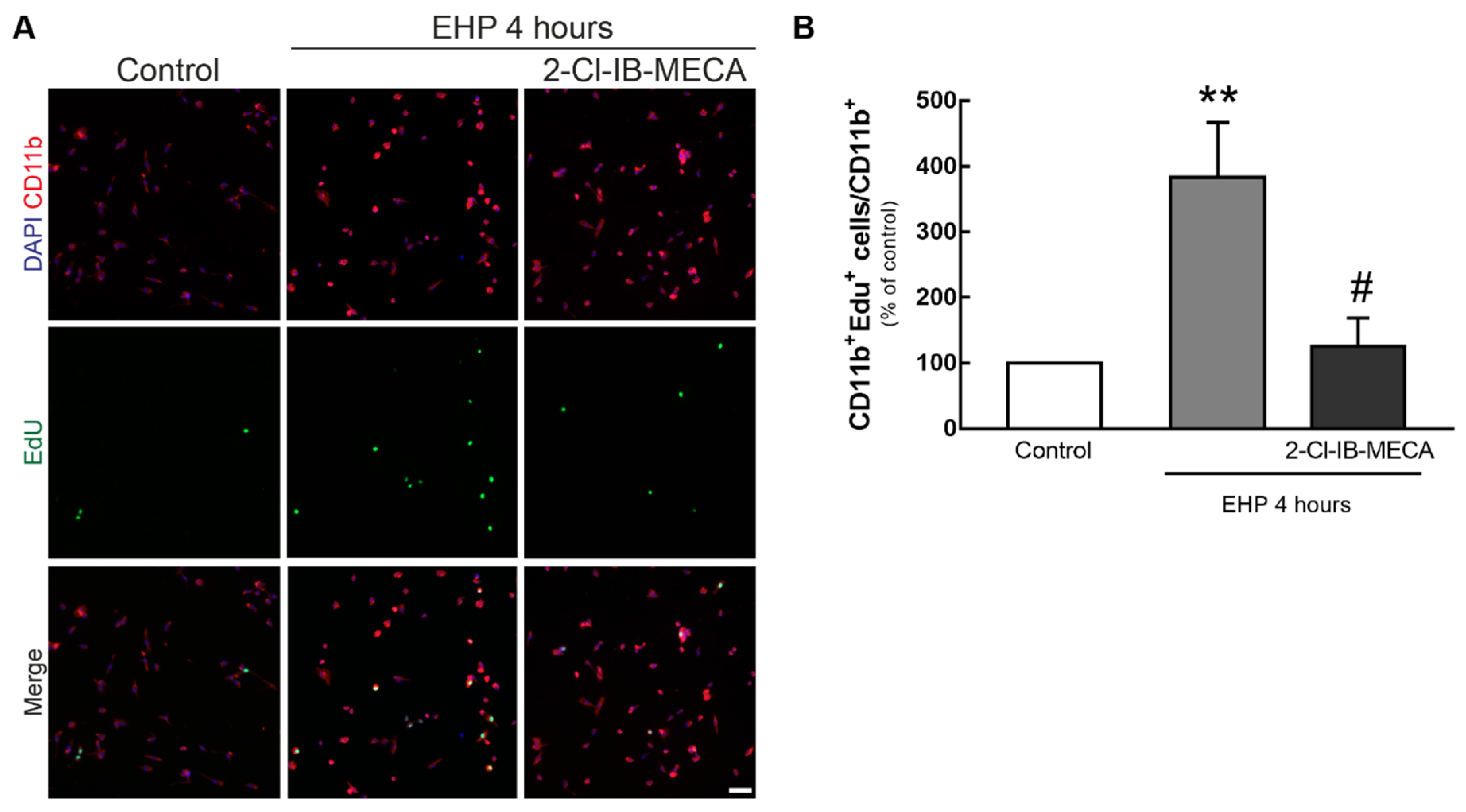 Ijms 21 07218 g007 Ijms 21 07218 g007