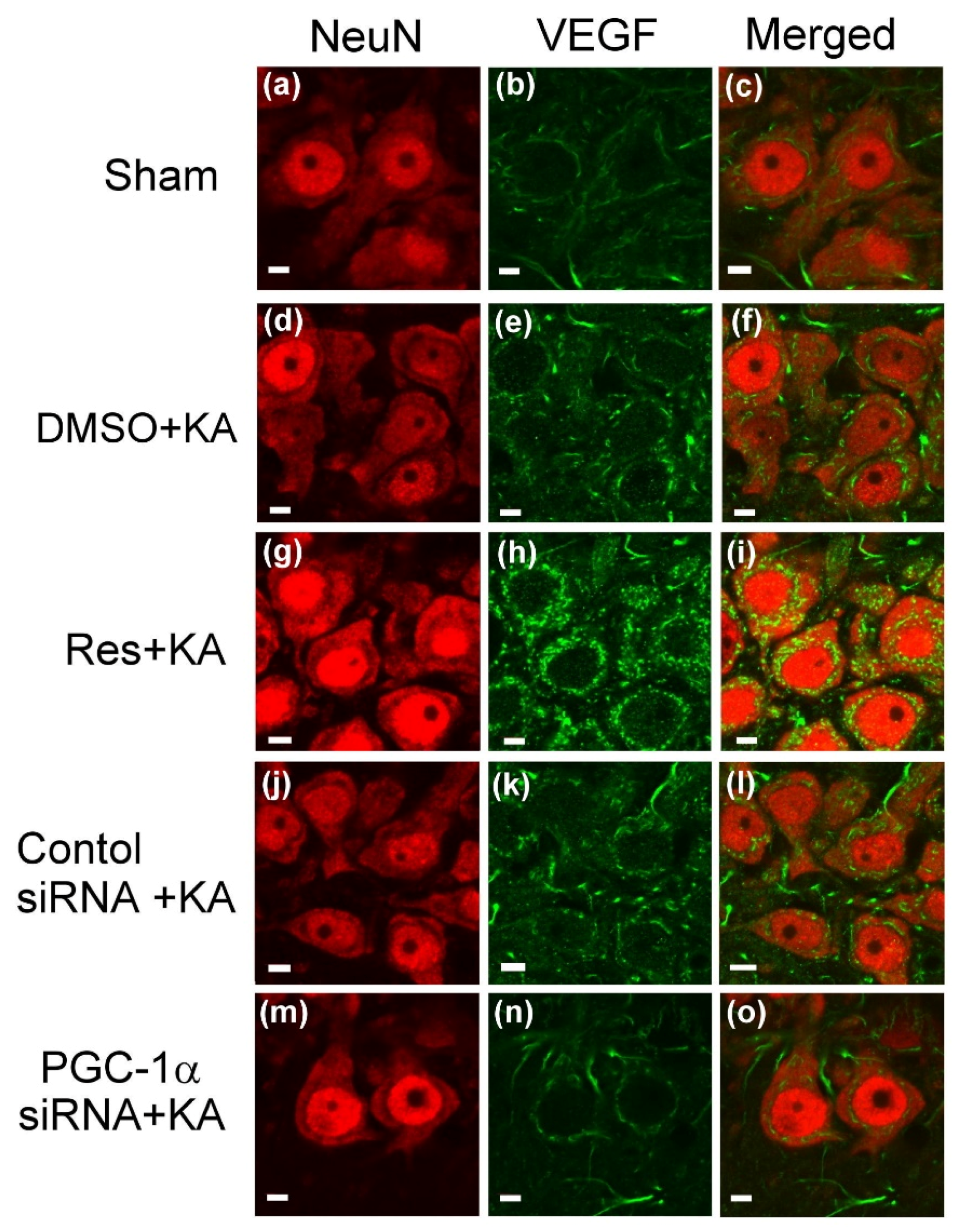 Ijms 21 07247 g004 Ijms 21 07247 g004