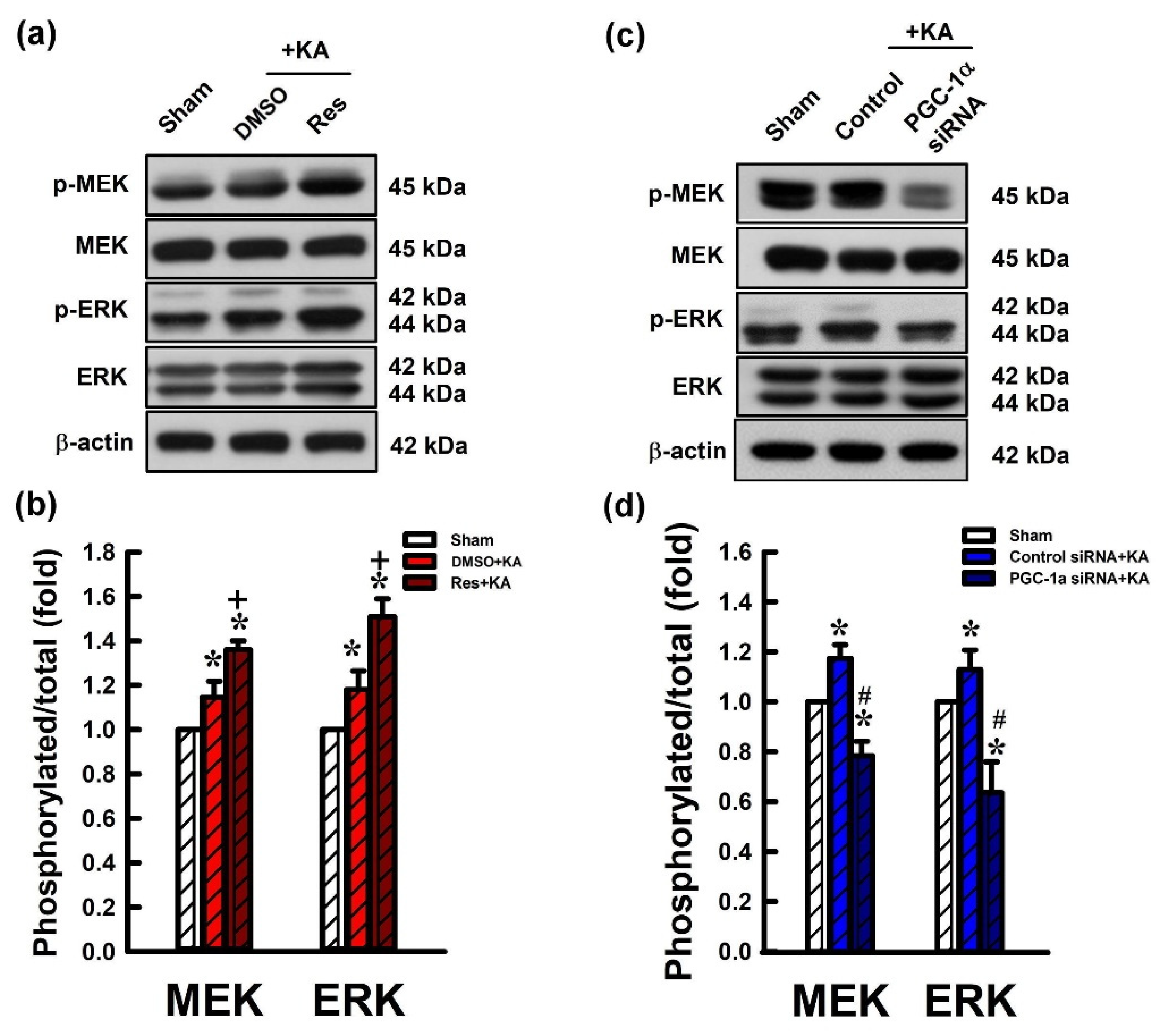 Ijms 21 07247 g007 Ijms 21 07247 g007