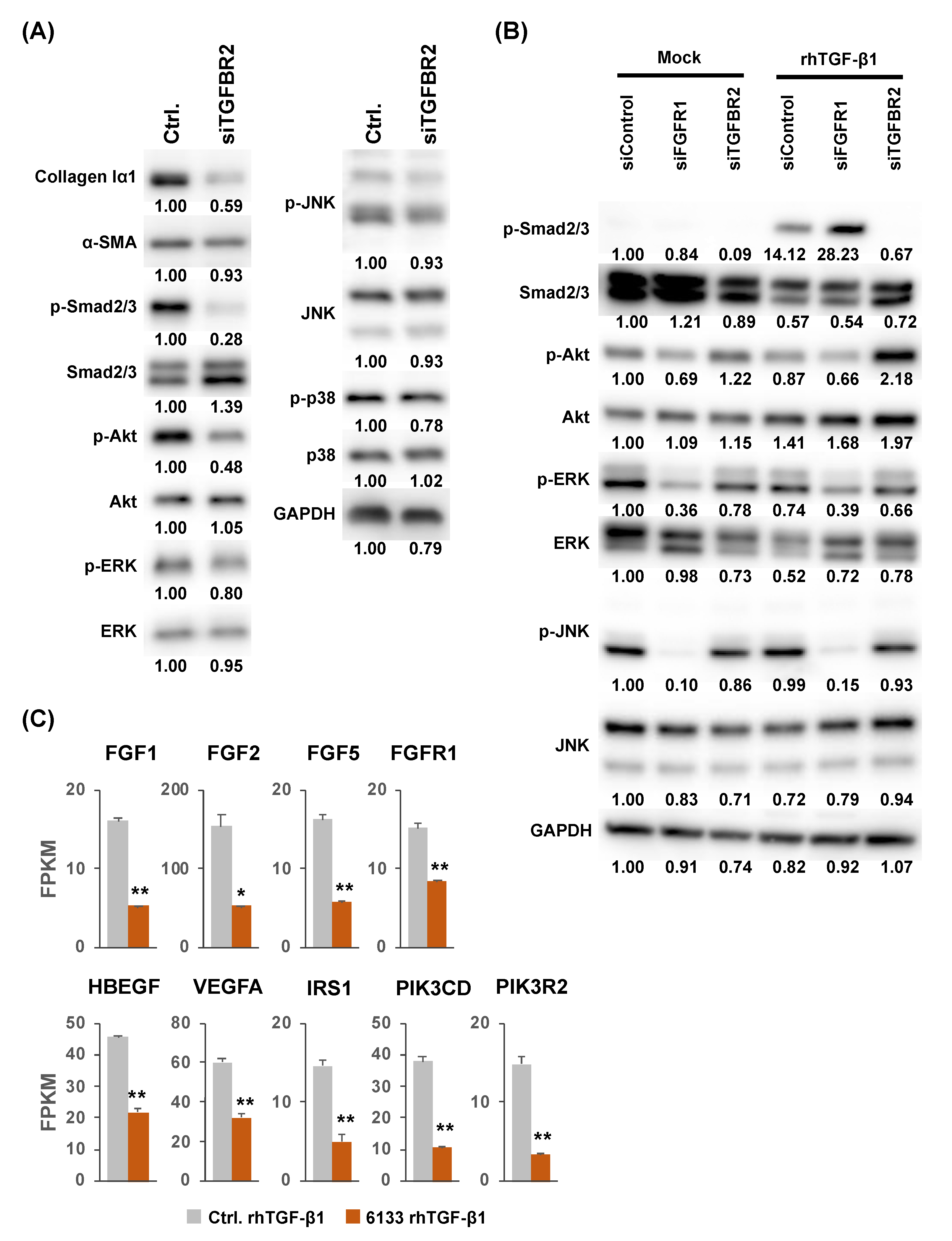 Ijms 21 07251 g004 Ijms 21 07251 g004