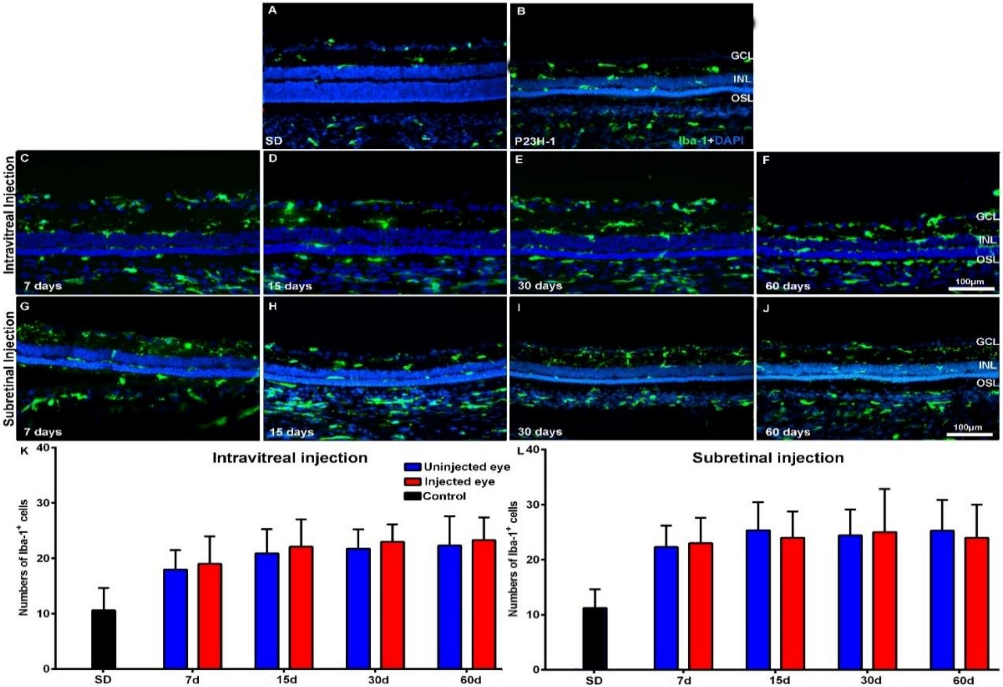 Ijms 21 07252 g004 Ijms 21 07252 g004