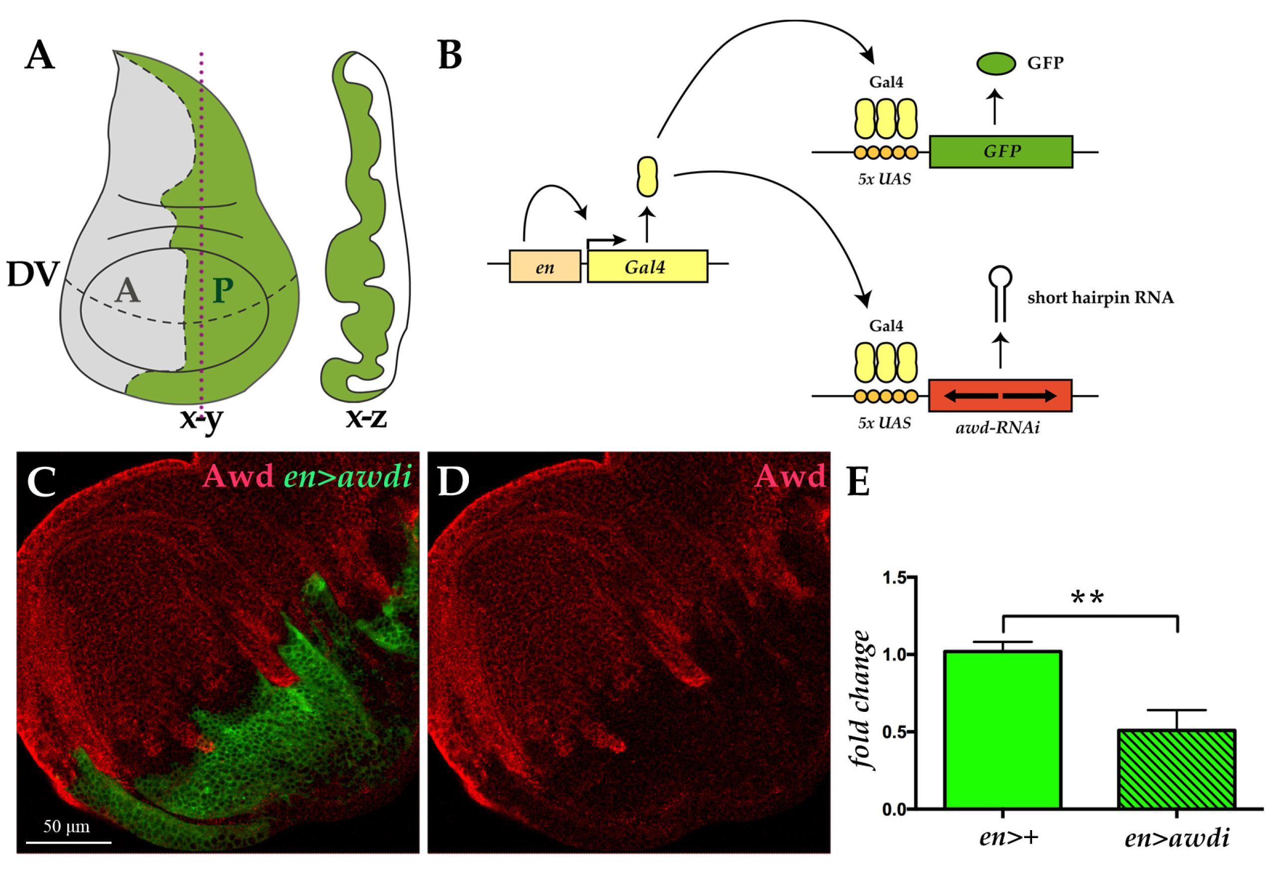 Ijms 21 07257 g001 Ijms 21 07257 g001