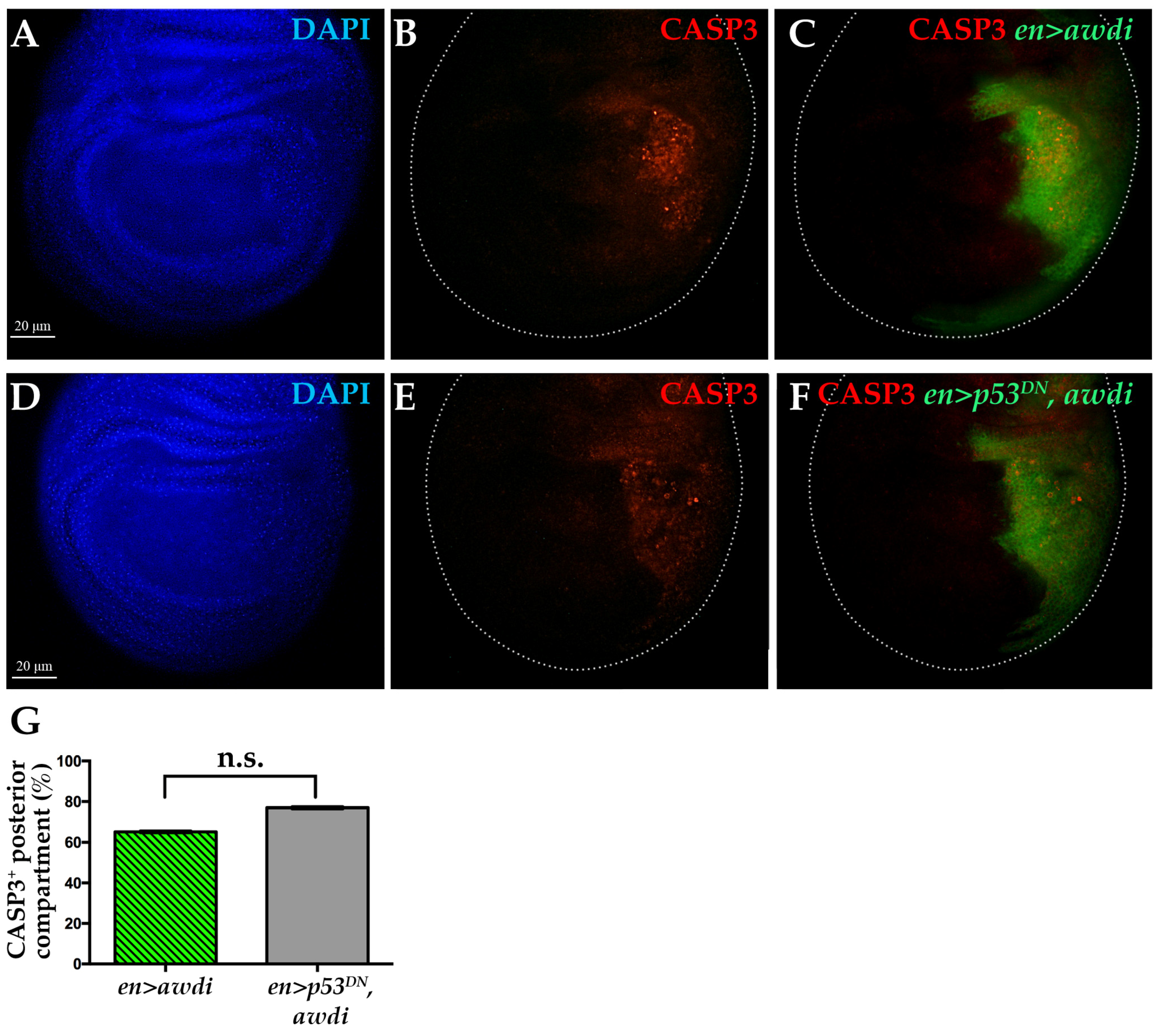 Ijms 21 07257 g003 Ijms 21 07257 g003