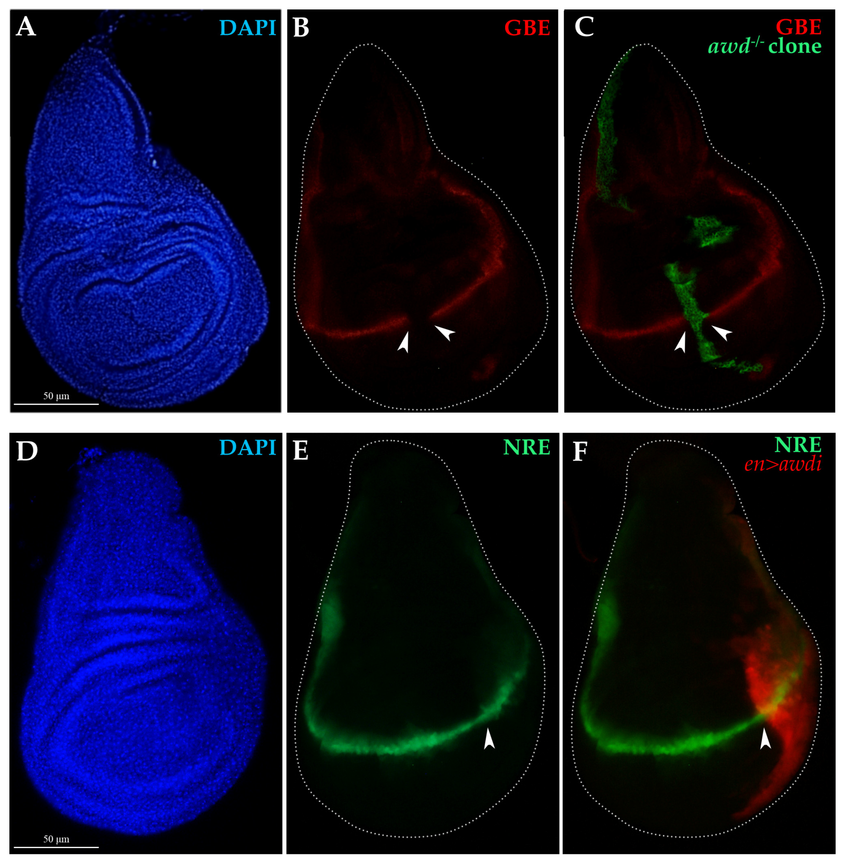 Ijms 21 07257 g004 Ijms 21 07257 g004