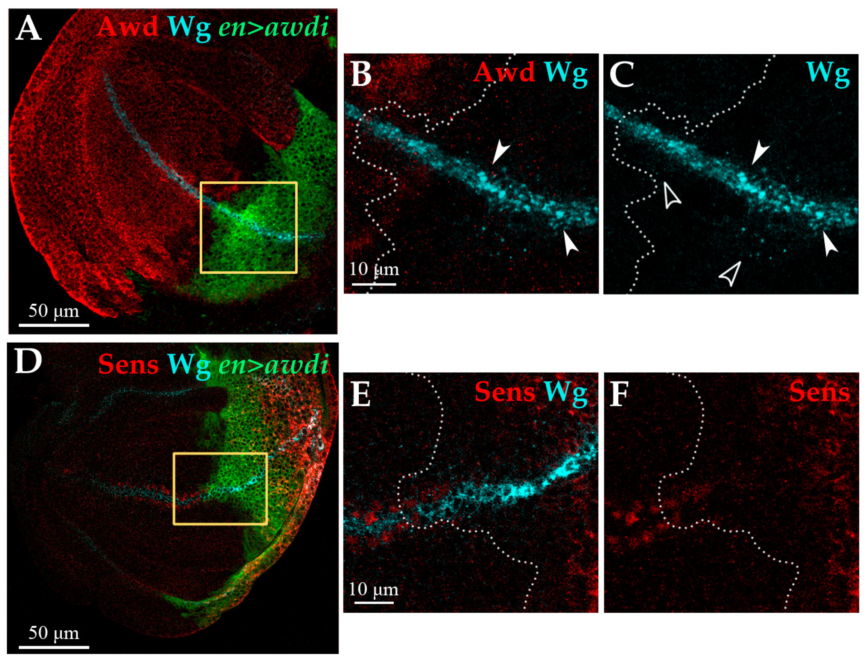 Ijms 21 07257 g005 Ijms 21 07257 g005