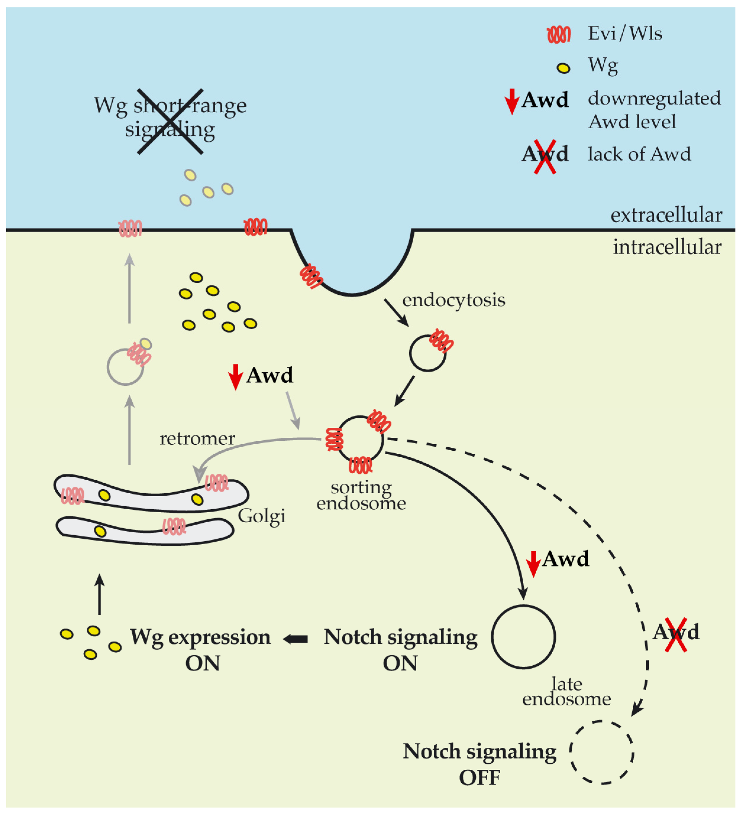 Ijms 21 07257 g006 Ijms 21 07257 g006