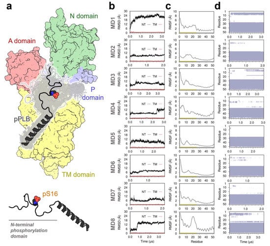 Ijms Free Full Text Atomistic Structure And Dynamics Of The Ca2 Atpase Bound To Phosphorylated Phospholamban Html