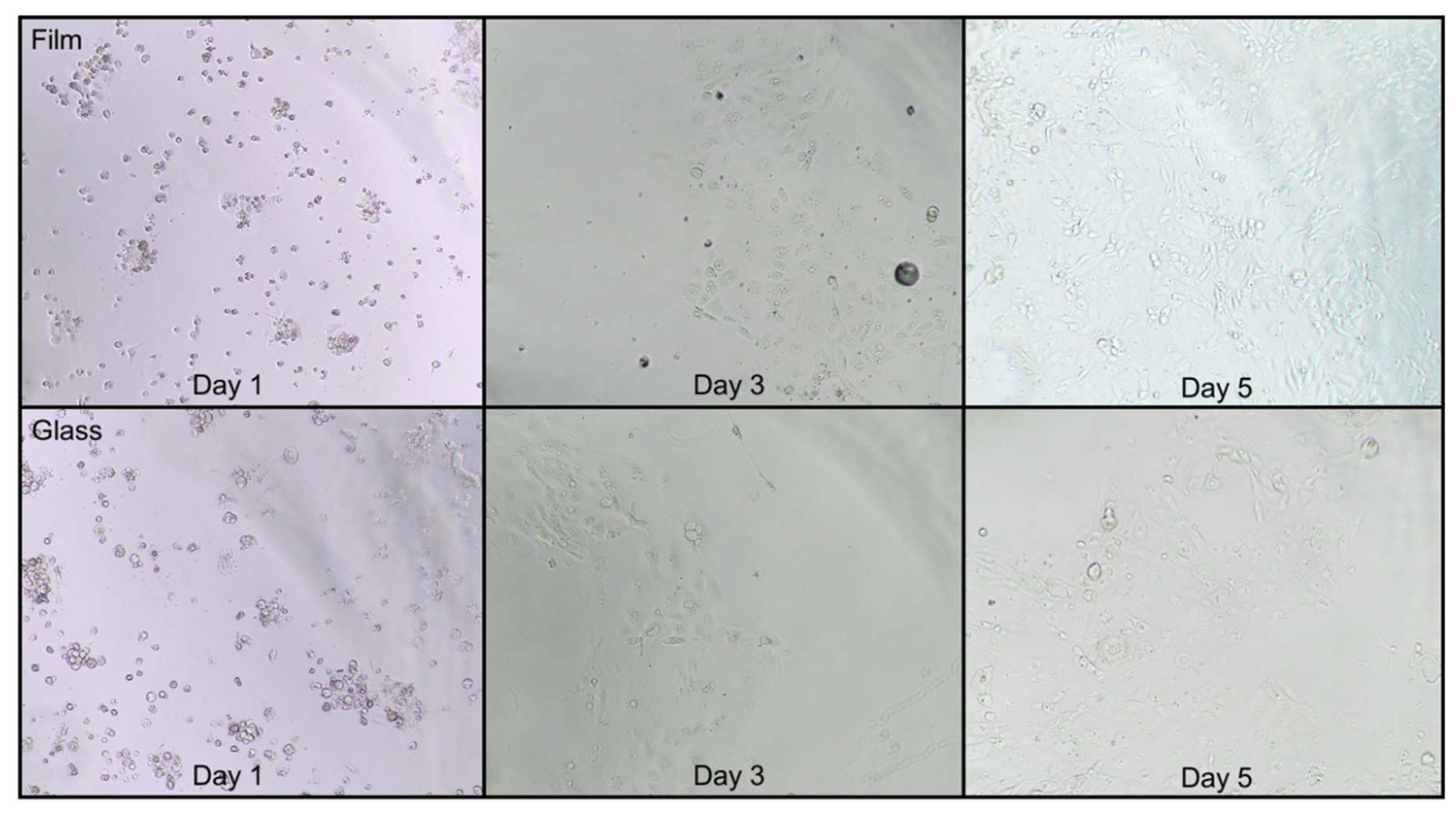 Ijms 21 07263 g003 Ijms 21 07263 g003