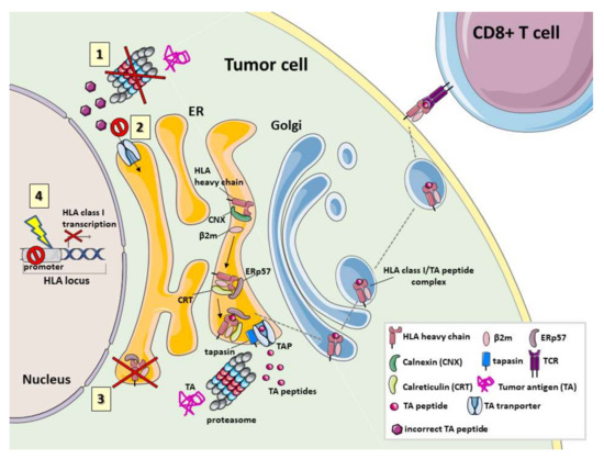 IJMS Free Full Text Role of Human Leukocyte Antigen System as