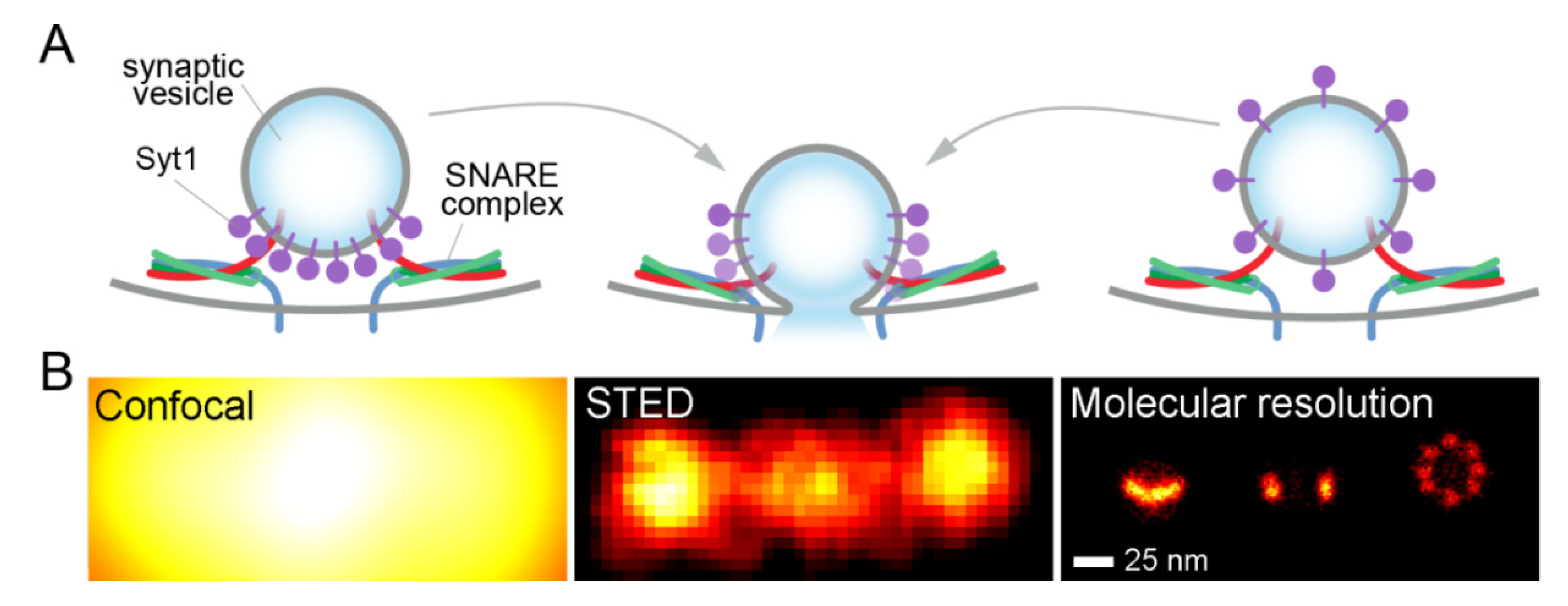 Ijms Free Full Text Quantitative Synaptic Biology A Perspective On Techniques Numbers And Expectations Html