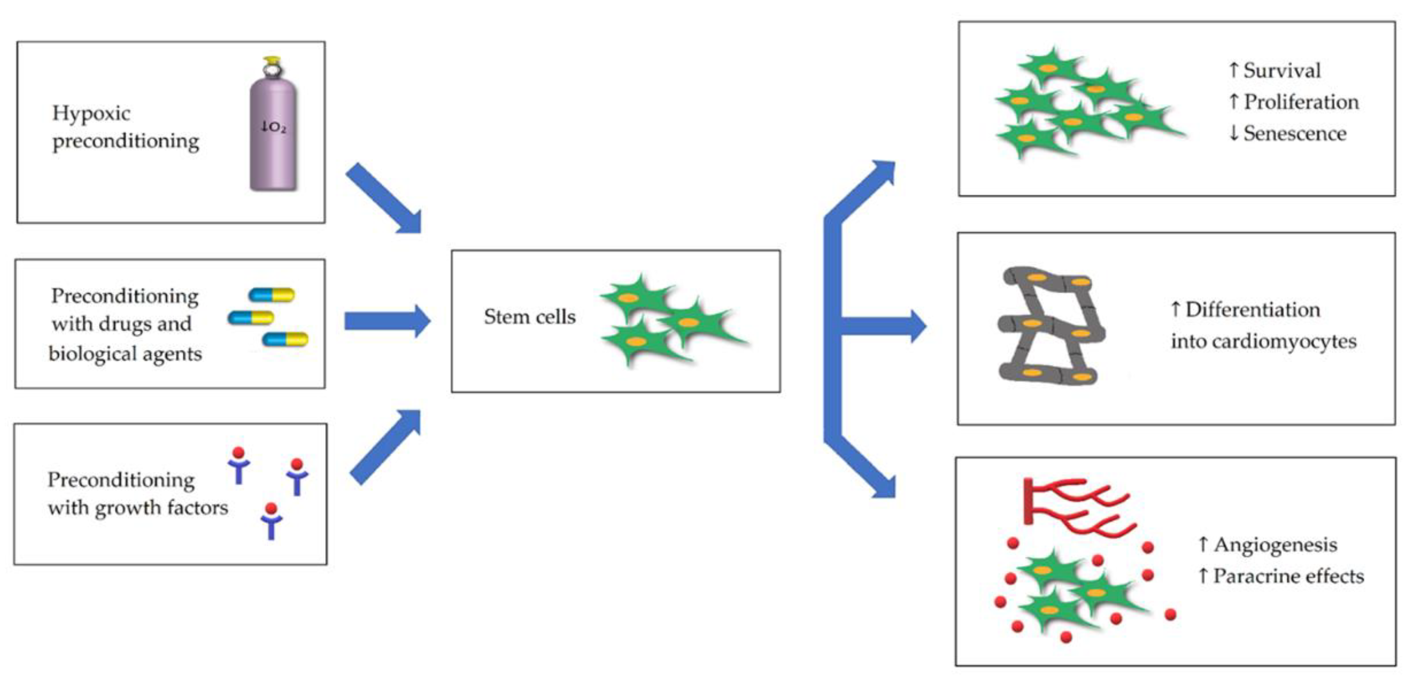 Stem Cell Mobilization Is Enhanced with Higher Pressure Oxygen Therapy -  Stemedix