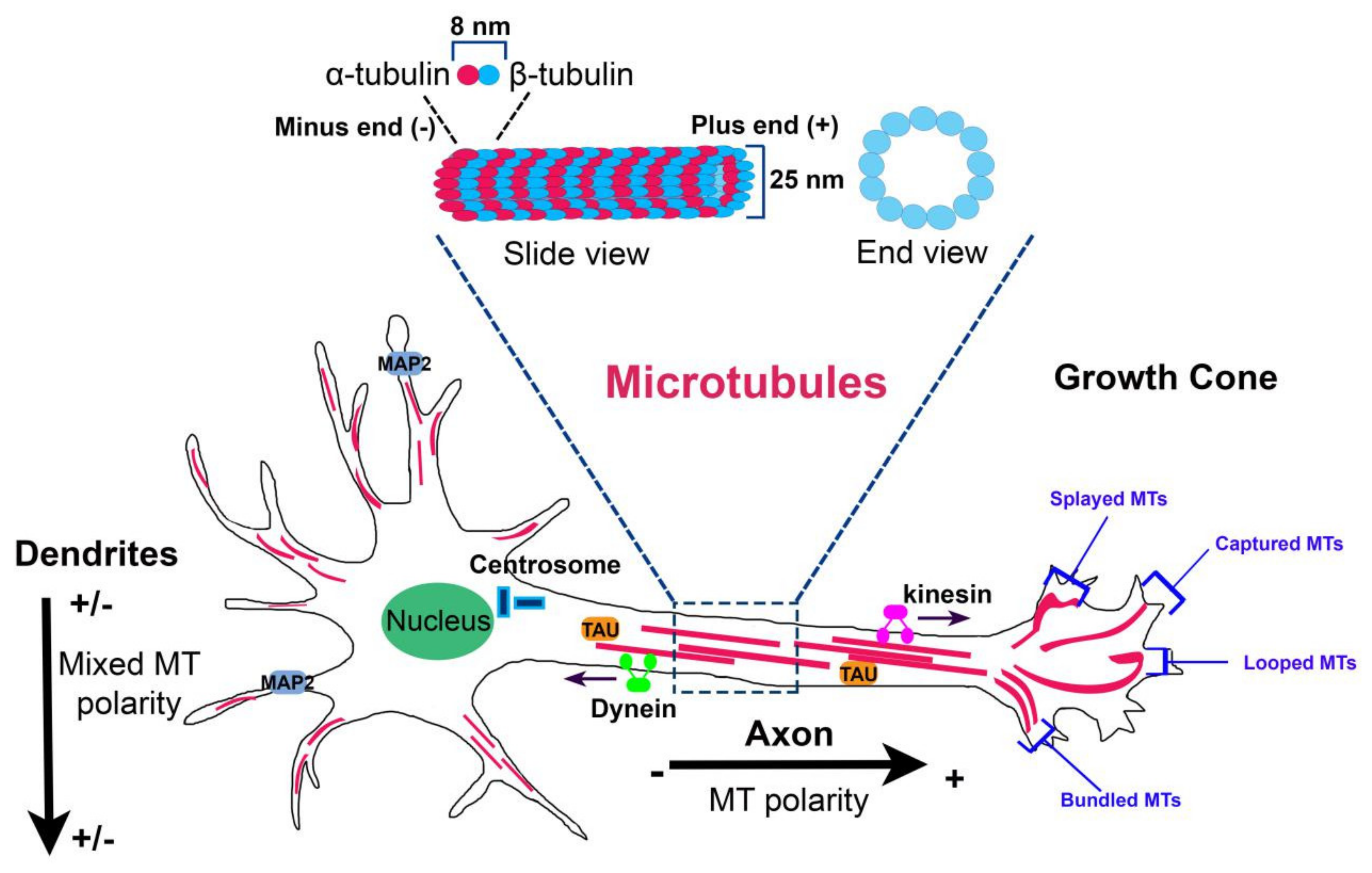 IJMS | Free Full-Text | Microtubule Dysfunction: A Common Feature of  Neurodegenerative Diseases | HTML