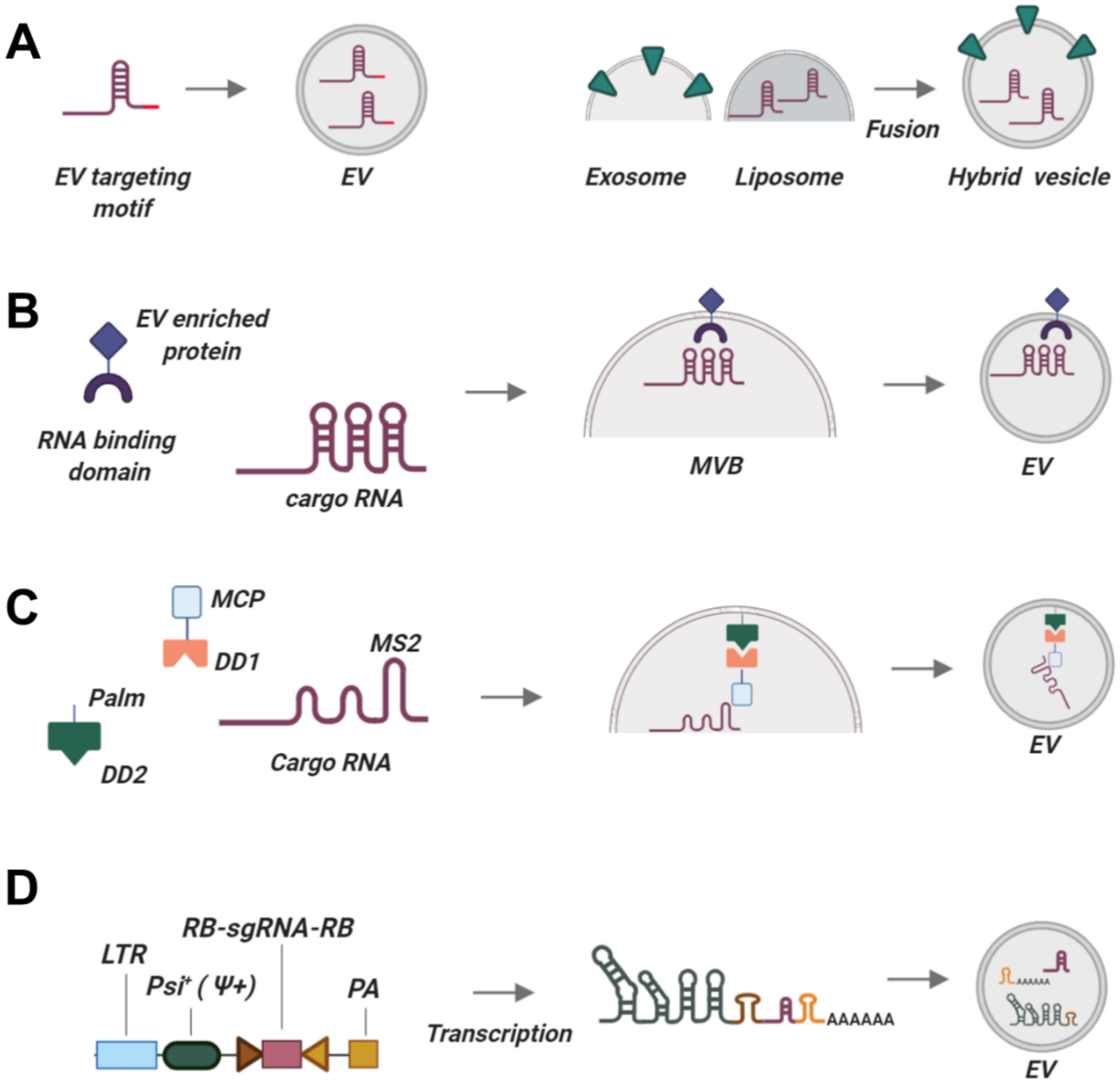 Ijms 21 07362 g002 Ijms 21 07362 g002