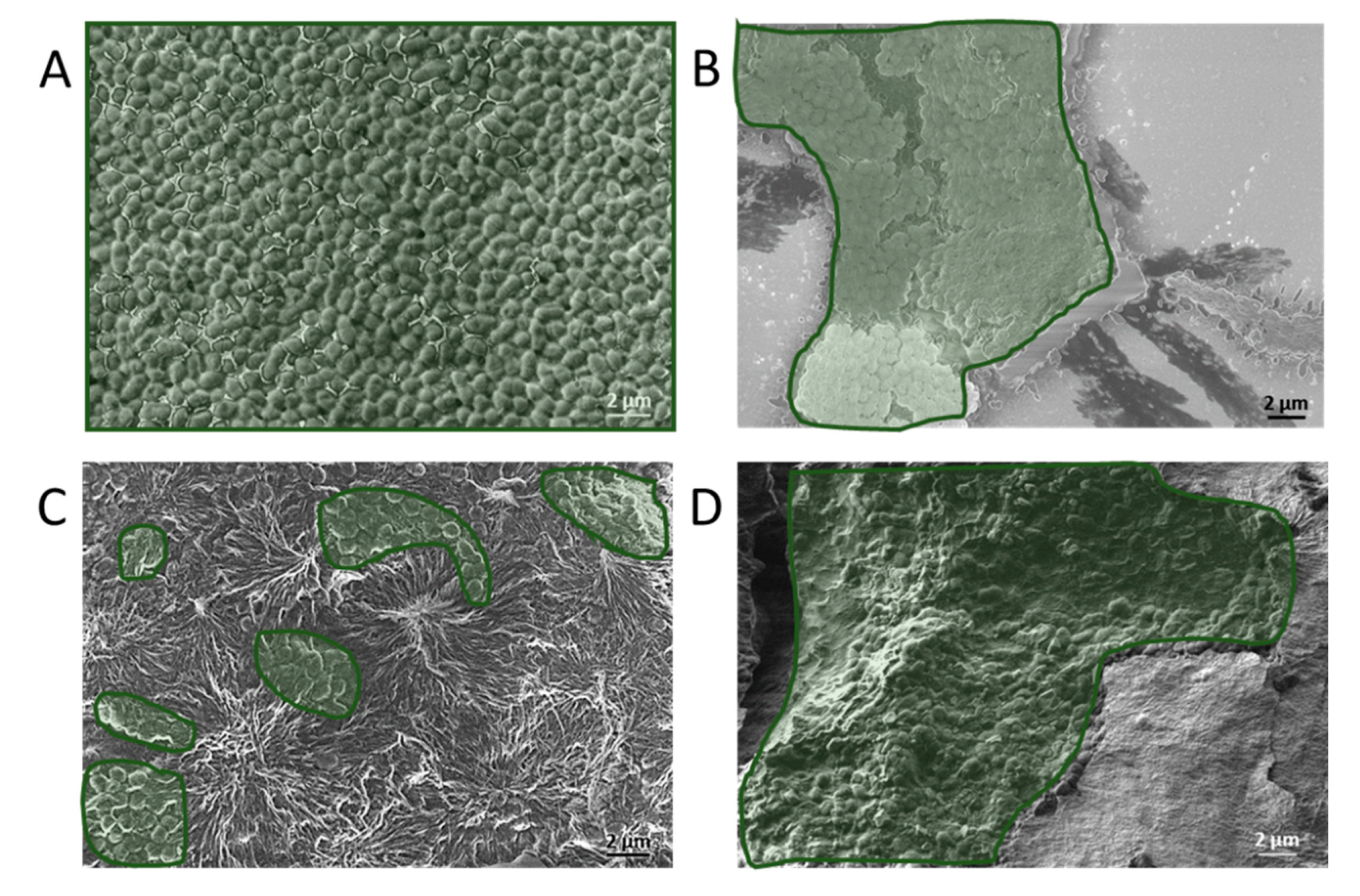 Ijms 21 07370 g004 Ijms 21 07370 g004