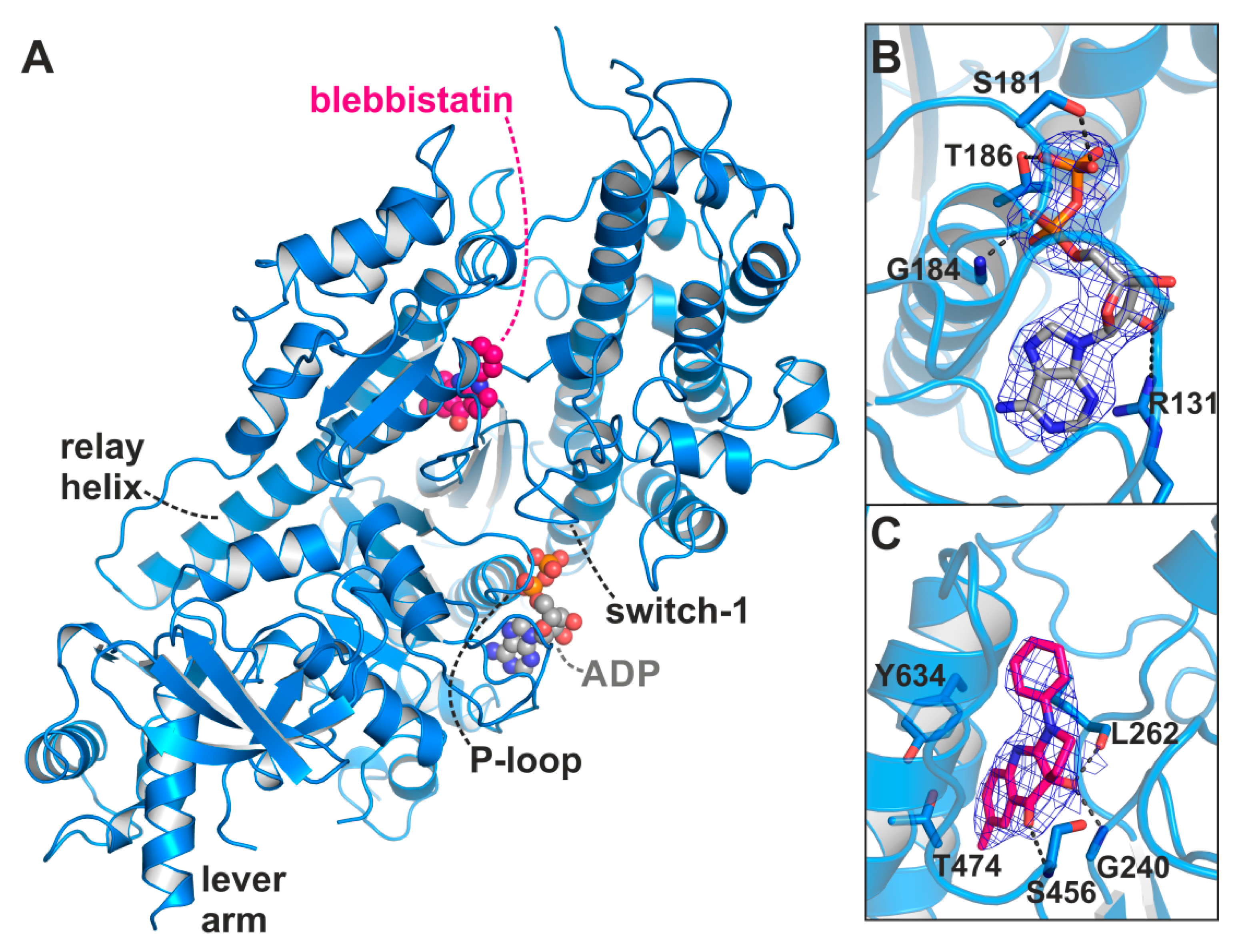 Ijms 21 07417 g002 Ijms 21 07417 g002