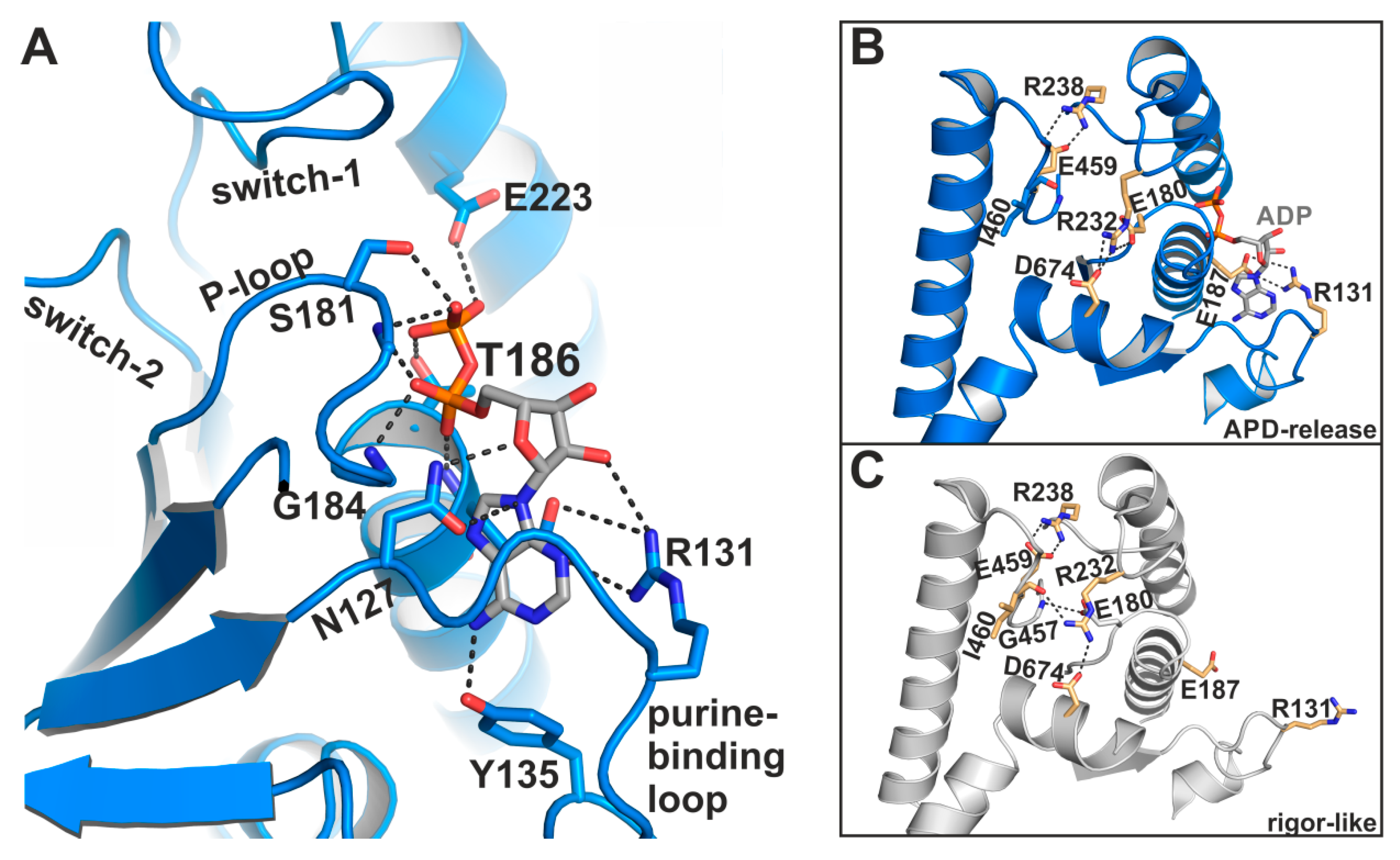 Ijms 21 07417 g004 Ijms 21 07417 g004