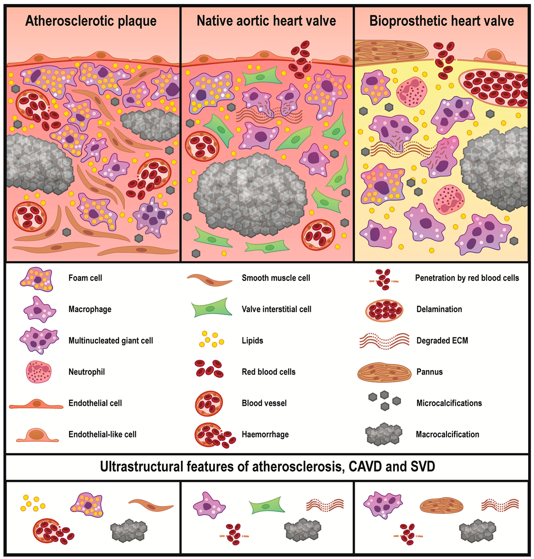 Ijms 21 07434 g007 Ijms 21 07434 g007
