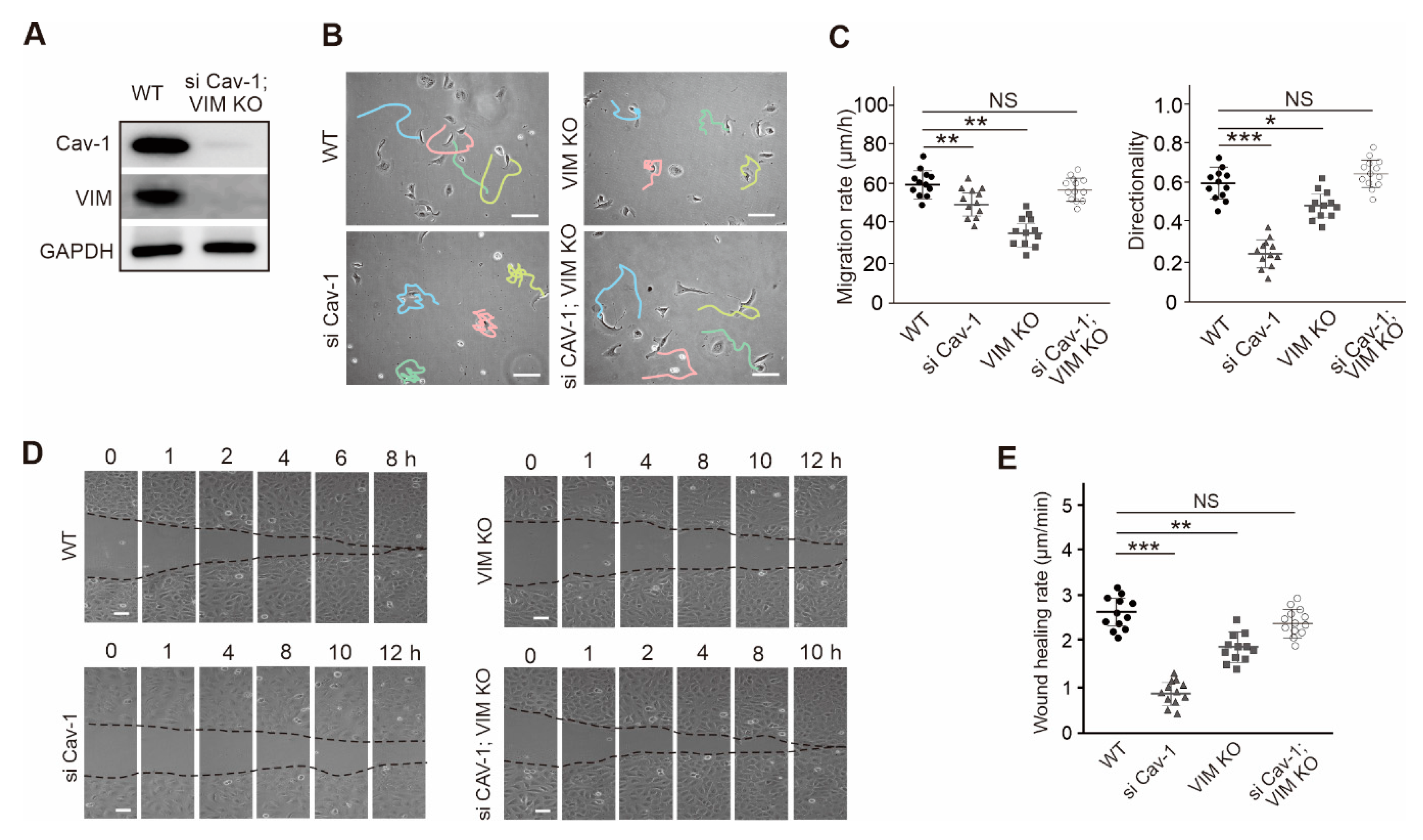 Ijms 21 07436 g005 Ijms 21 07436 g005