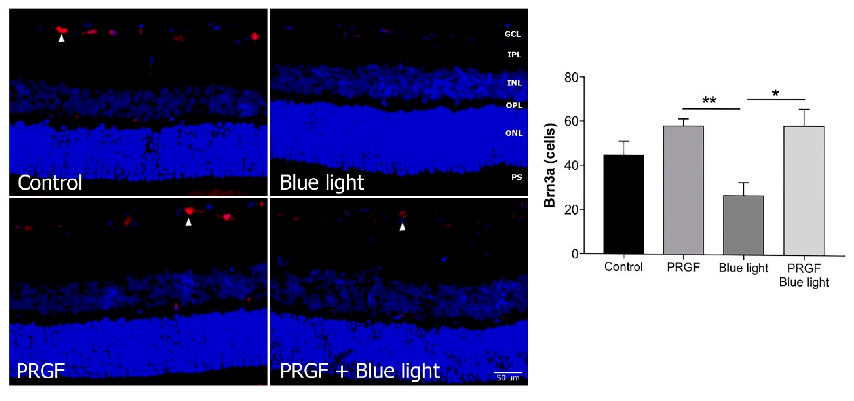 Ijms 21 07442 g004 Ijms 21 07442 g004