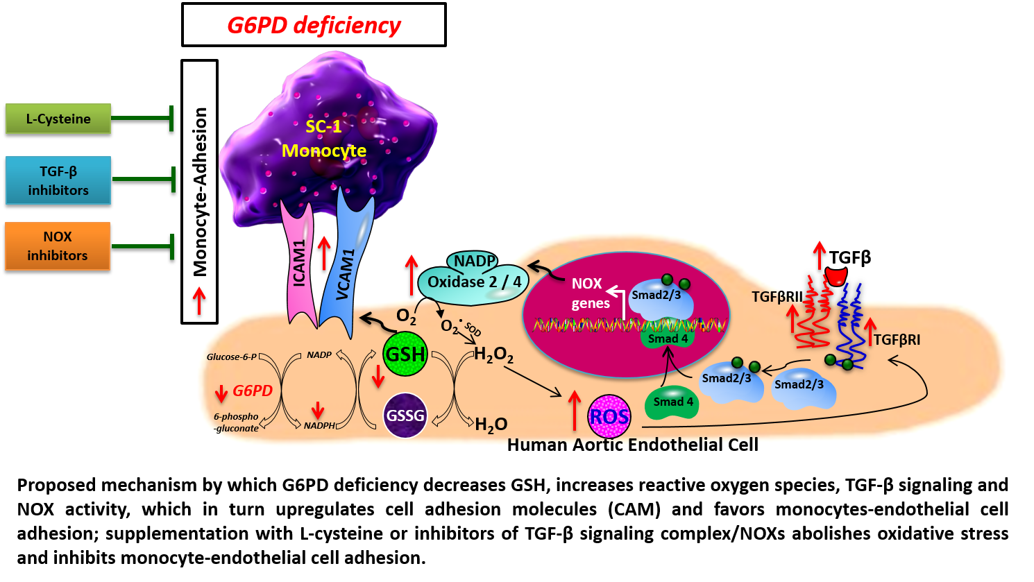 IJMS | Free Full-Text | Glucose-6-Phosphate Dehydrogenase Deficiency