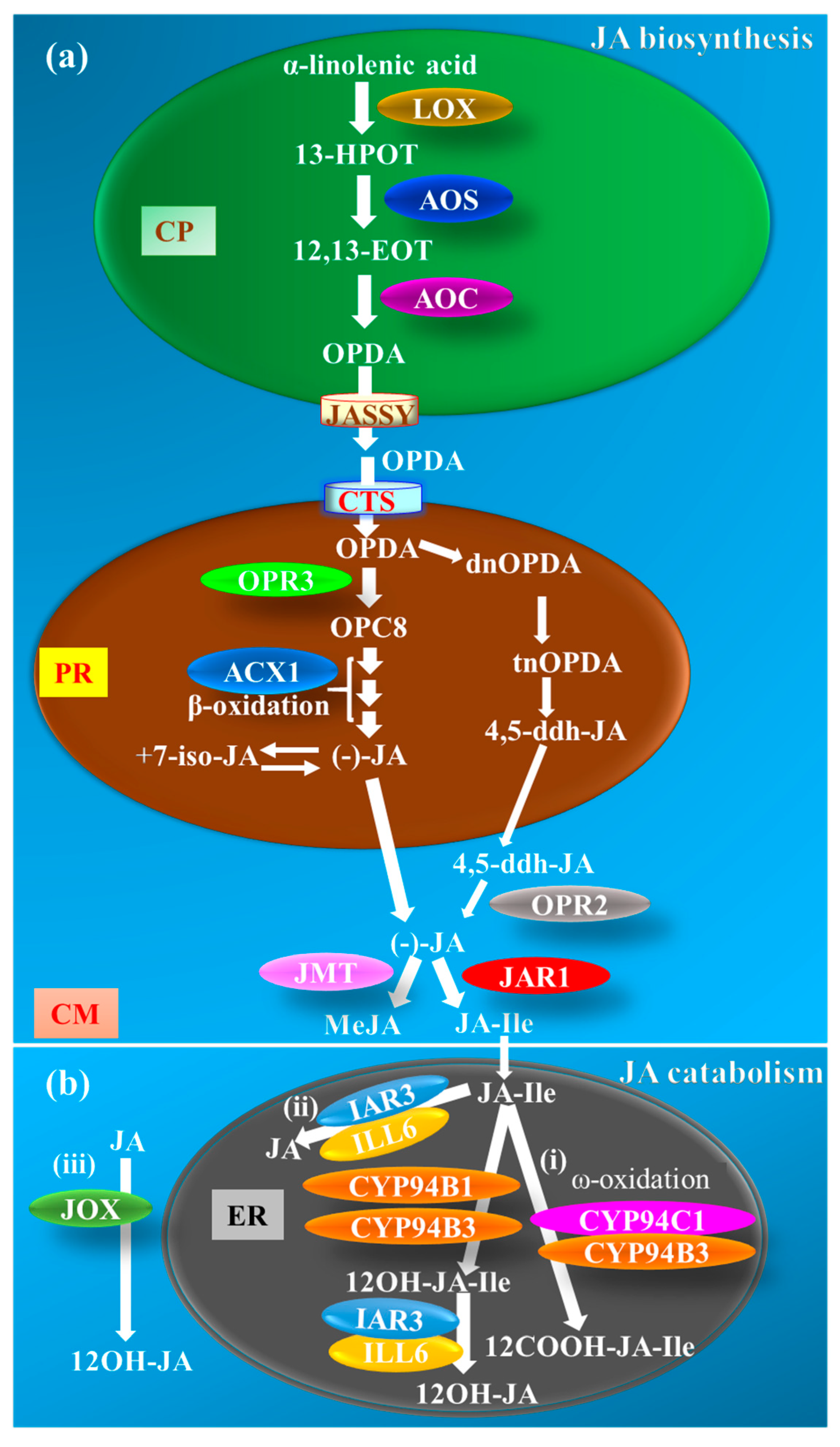 Ijms 21 07482 g001 Ijms 21 07482 g001