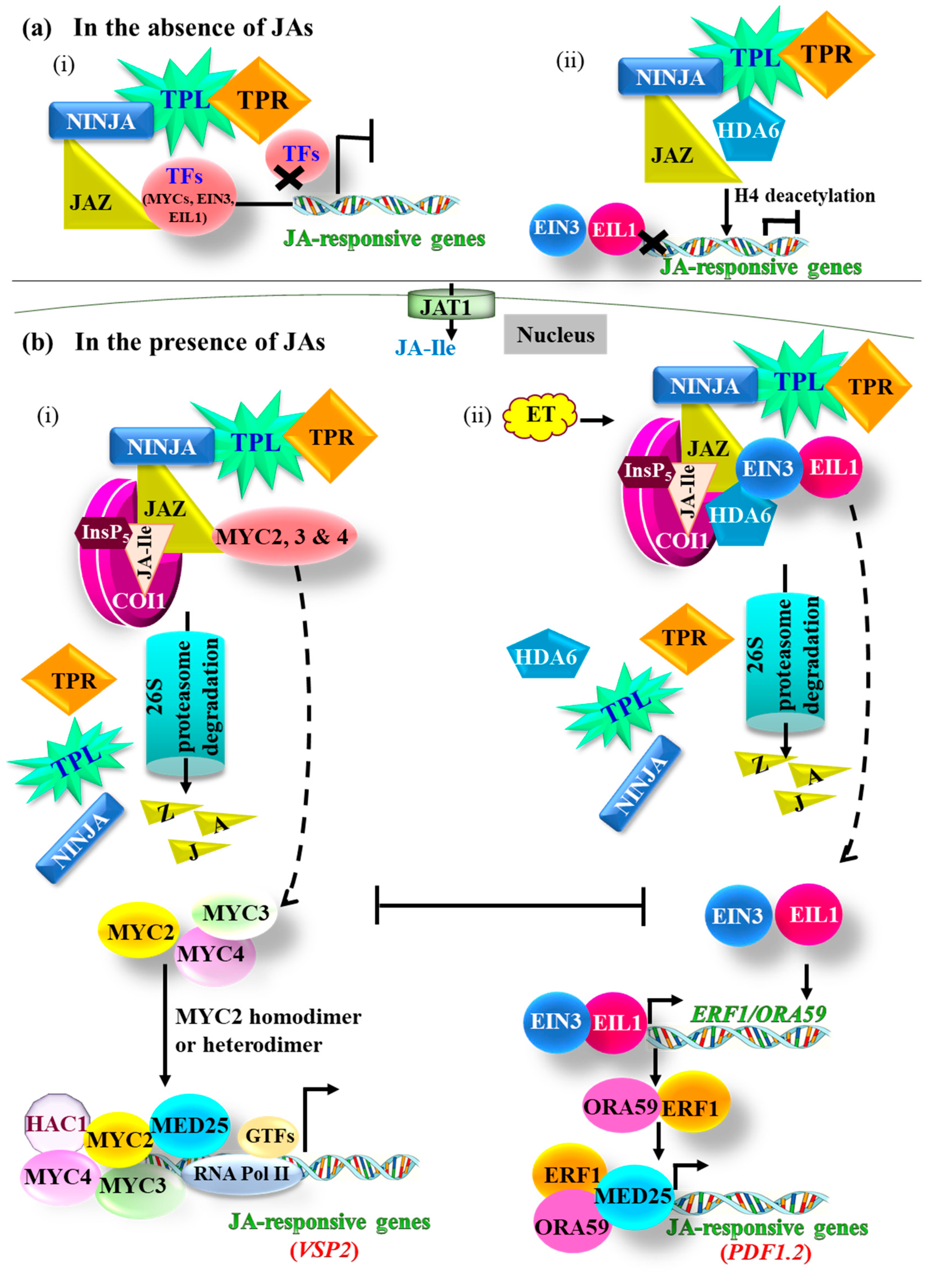 Ijms 21 07482 g002 Ijms 21 07482 g002