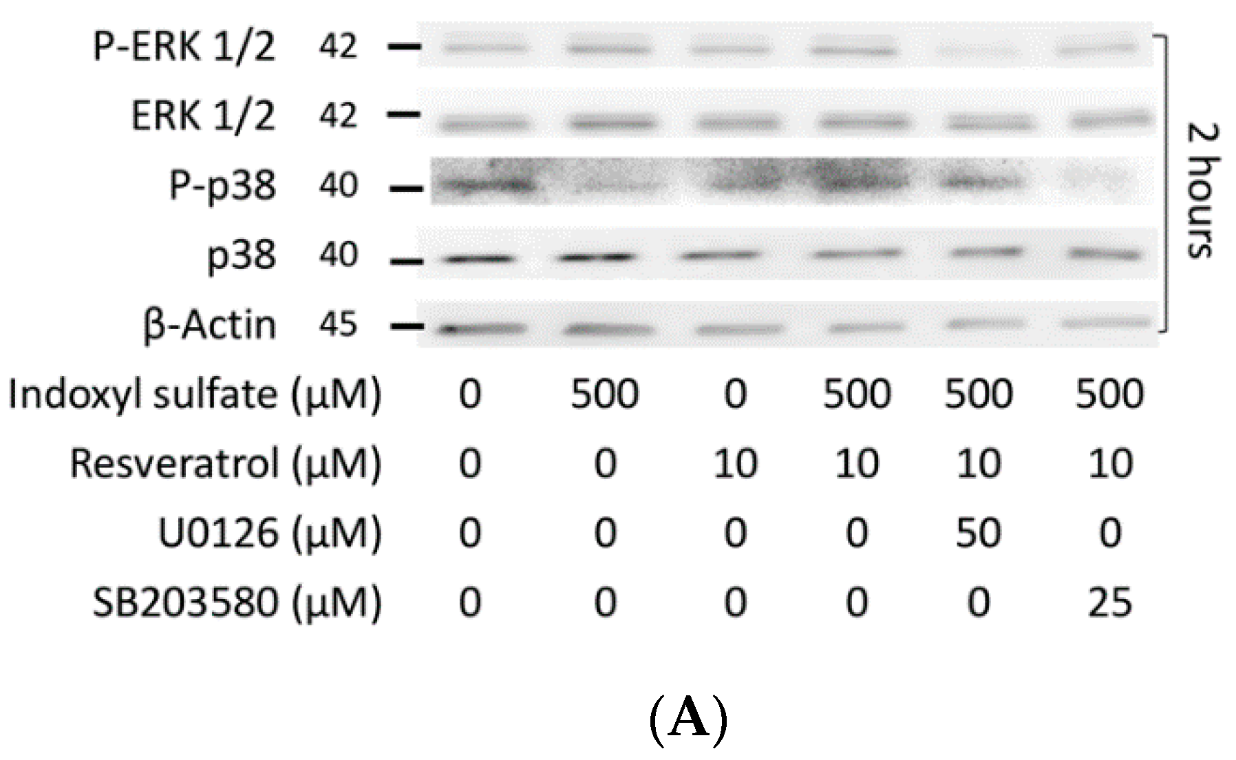 Ijms 21 07483 g005a Ijms 21 07483 g005a