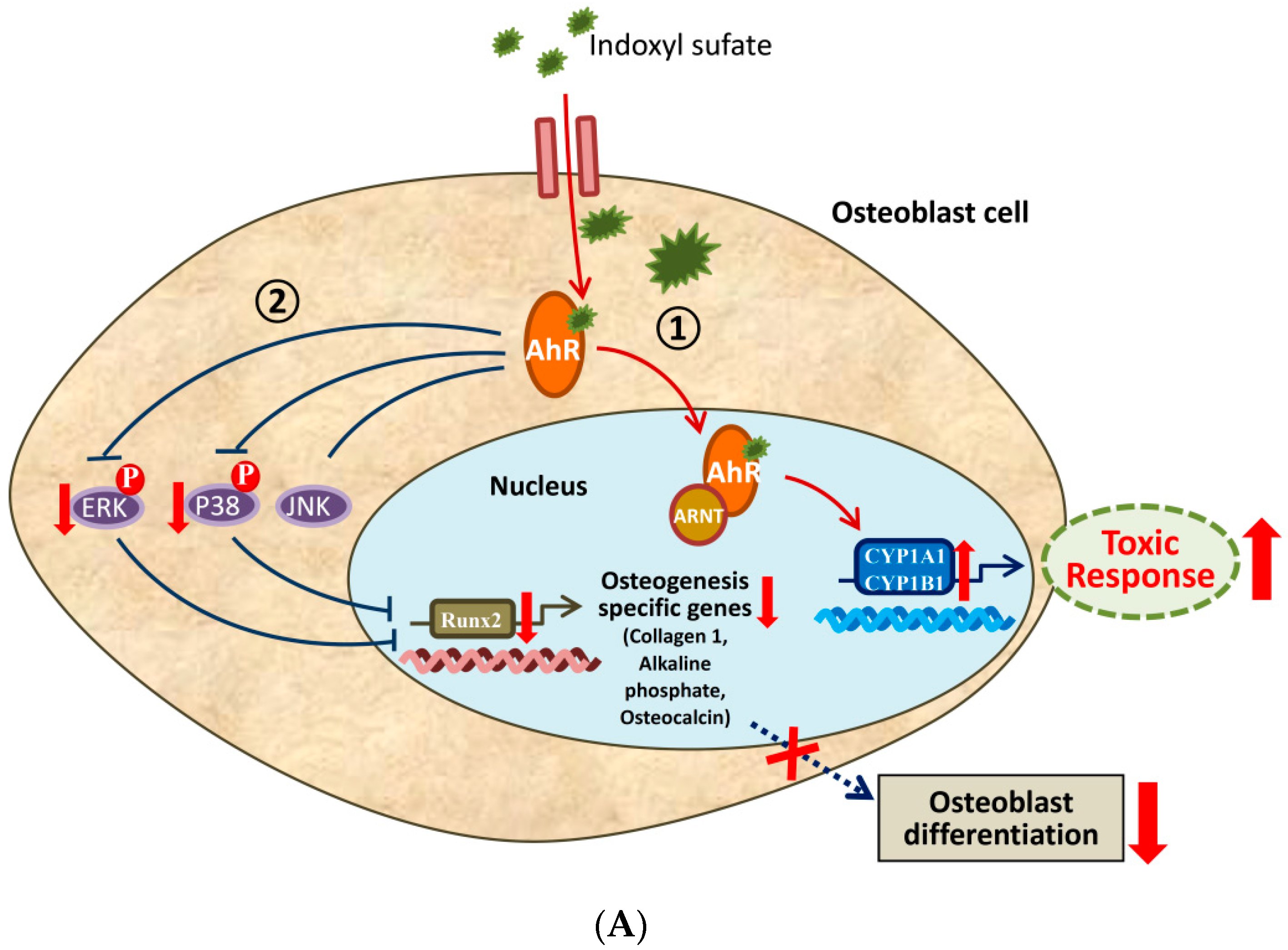 Ijms 21 07483 g007a Ijms 21 07483 g007a