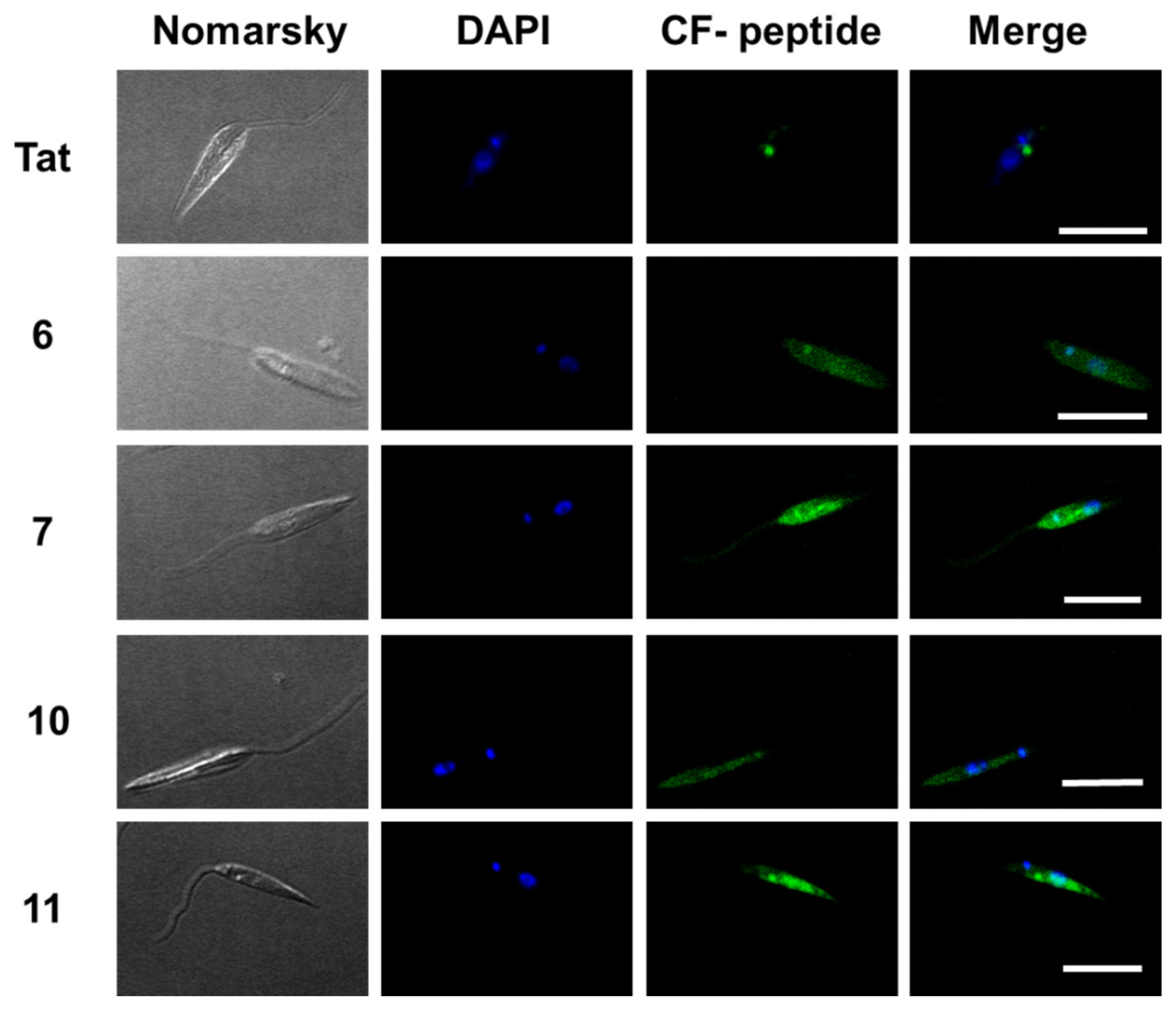 Ijms 21 07502 g007 Ijms 21 07502 g007