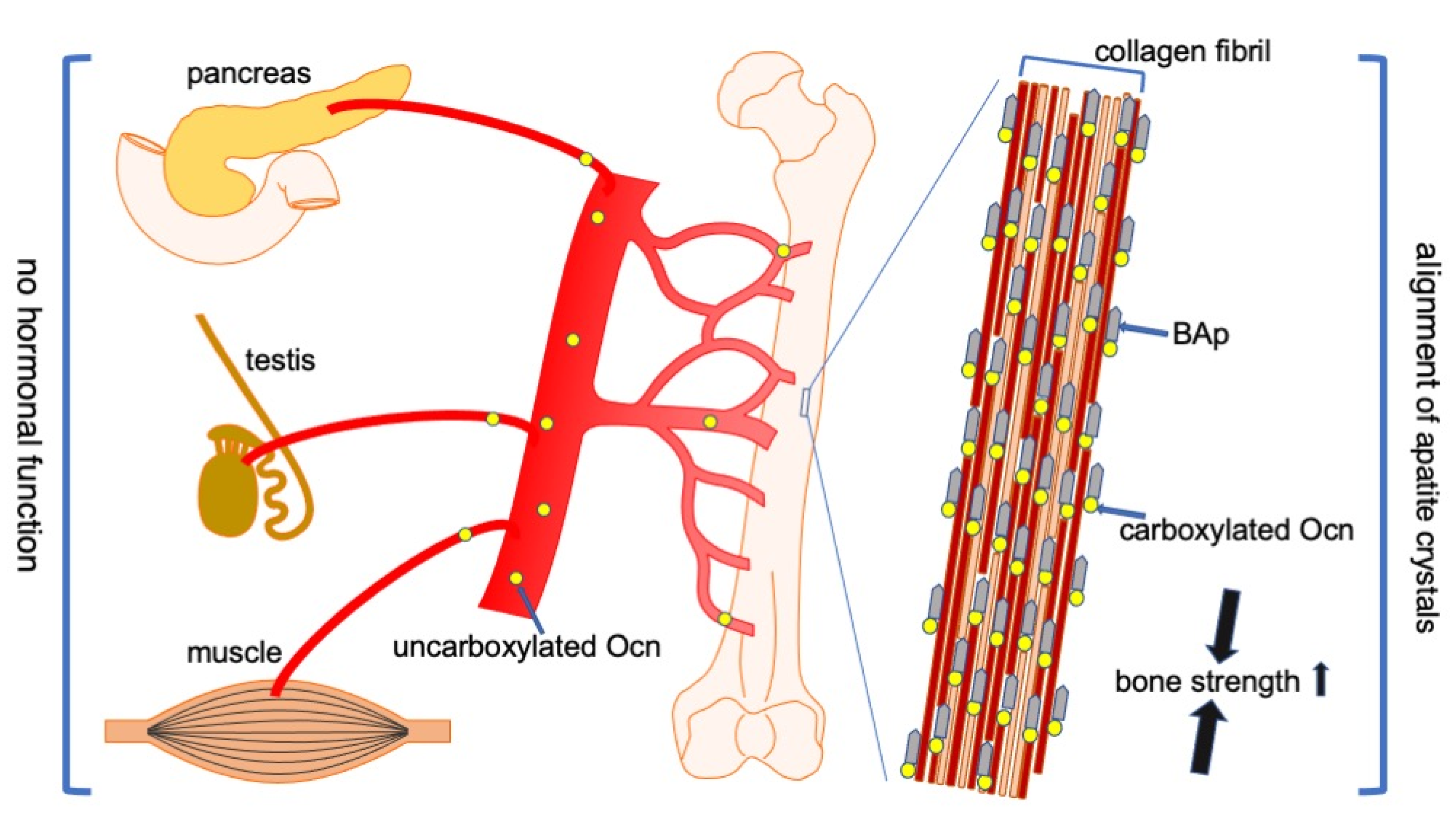 IJMS | Free Full-Text | Functions of Osteocalcin in Bone, Pancreas, Testis,  and Muscle