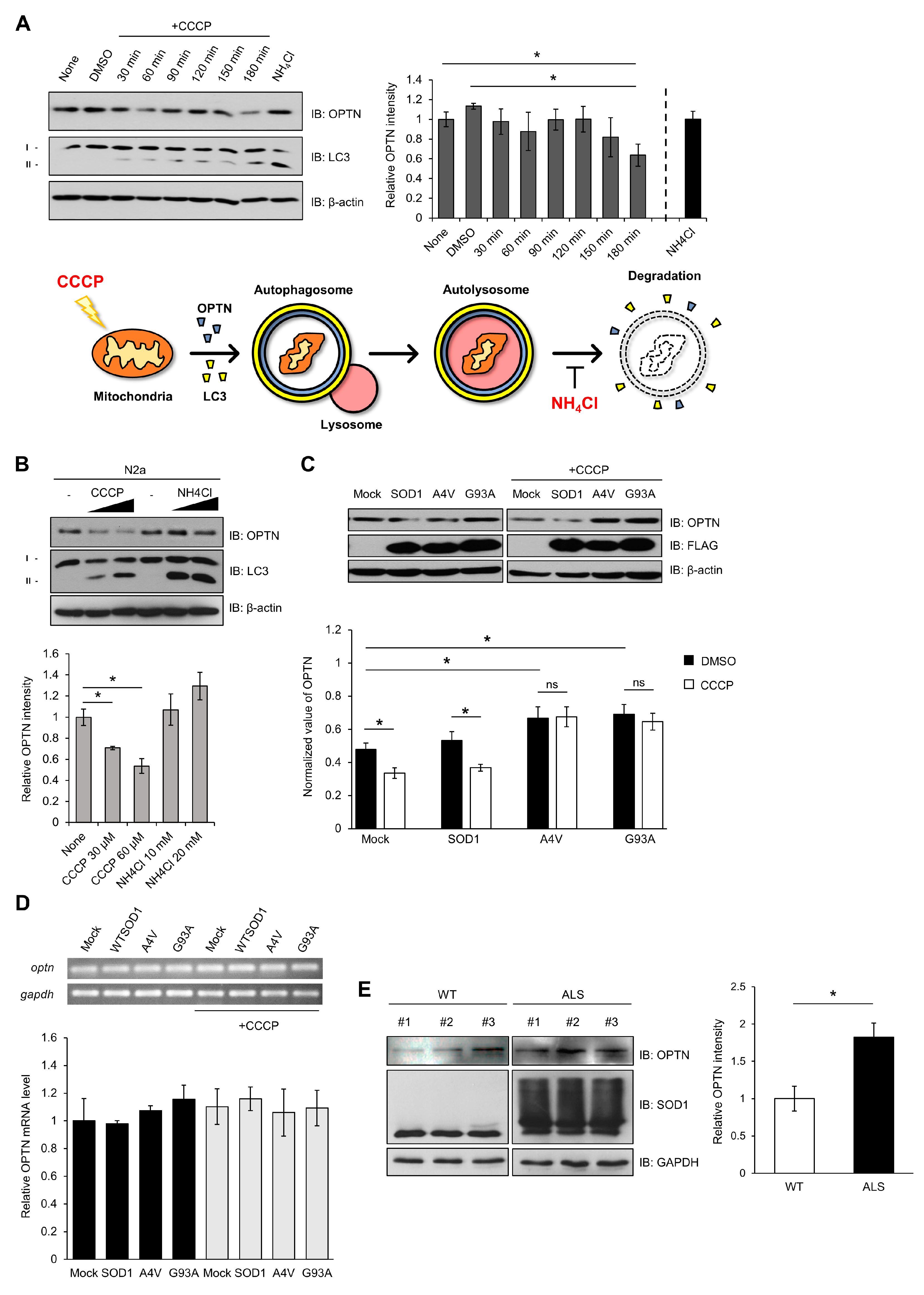 Ijms 21 07525 g003 Ijms 21 07525 g003