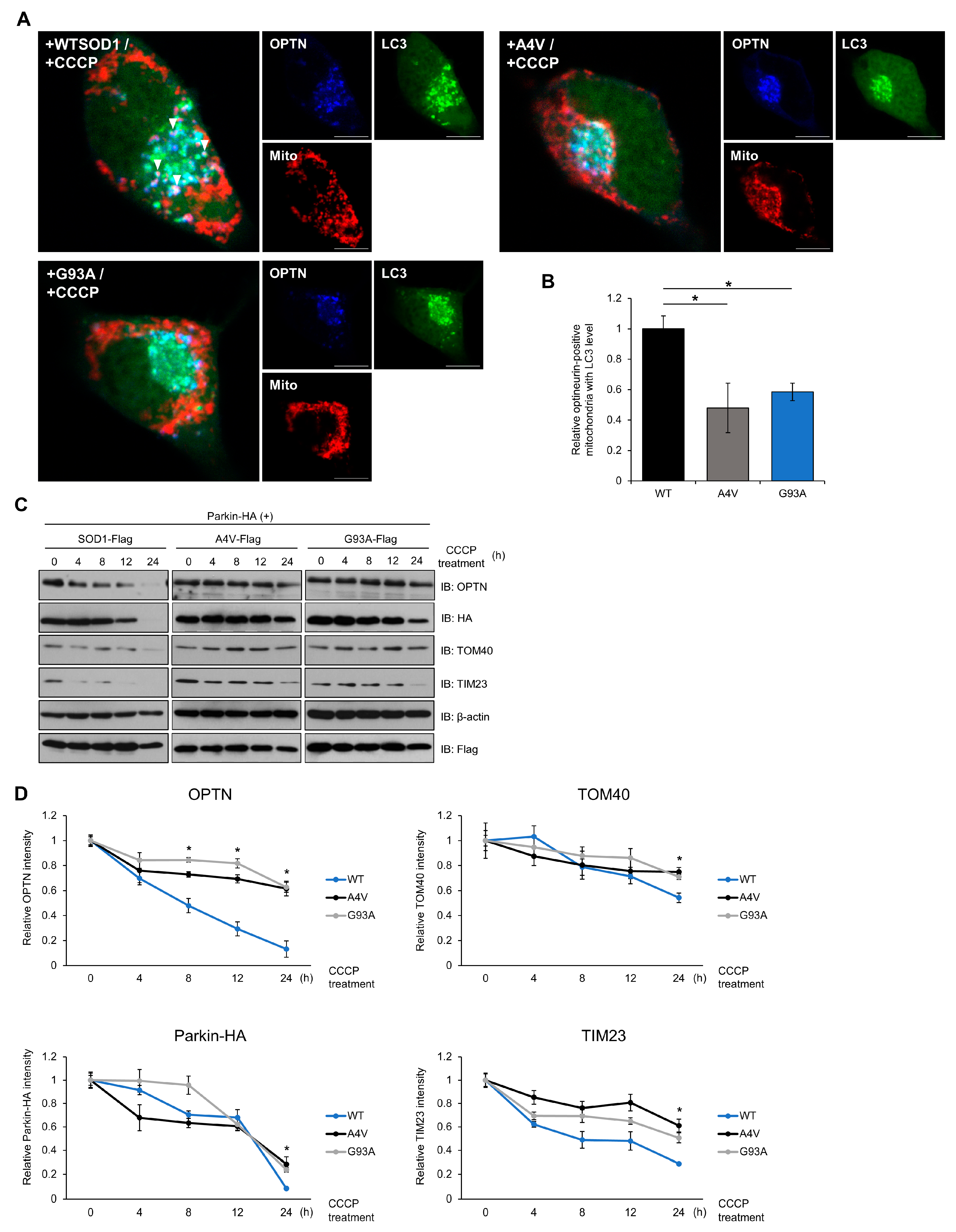 Ijms 21 07525 g004 Ijms 21 07525 g004