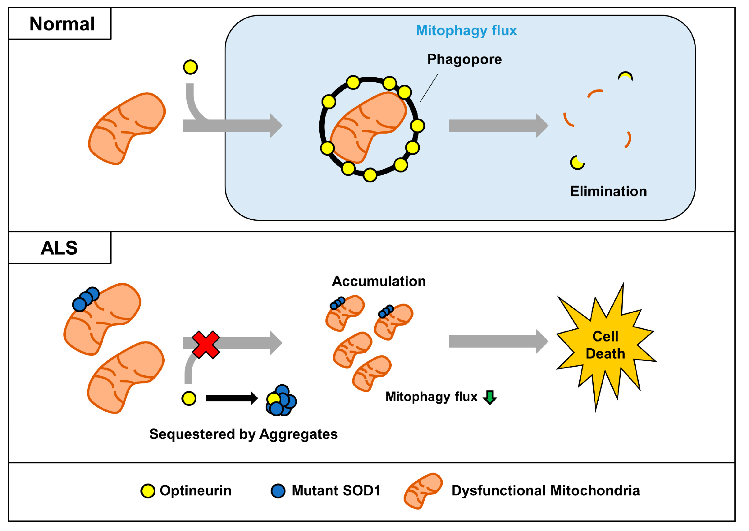 Ijms 21 07525 g006 Ijms 21 07525 g006