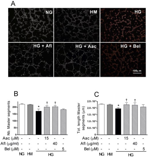 Ijms Free Full Text Activation Of The Vegf A Erk Pla2 Axis Mediates Early Retinal Endothelial Cell Damage Induced By High Glucose New Insight From An In Vitro Model Of Diabetic Retinopathy Html