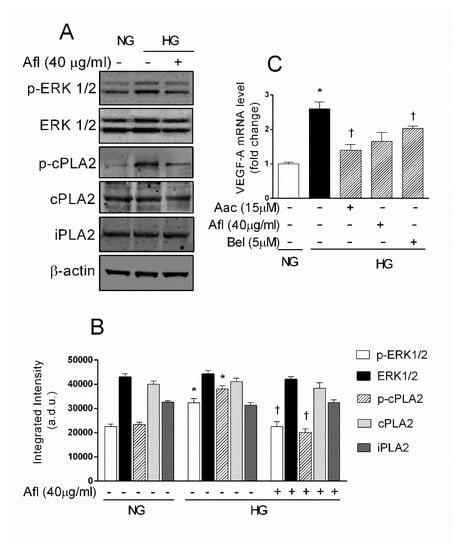 Ijms Free Full Text Activation Of The Vegf A Erk Pla2 Axis Mediates Early Retinal Endothelial Cell Damage Induced By High Glucose New Insight From An In Vitro Model Of Diabetic Retinopathy Html