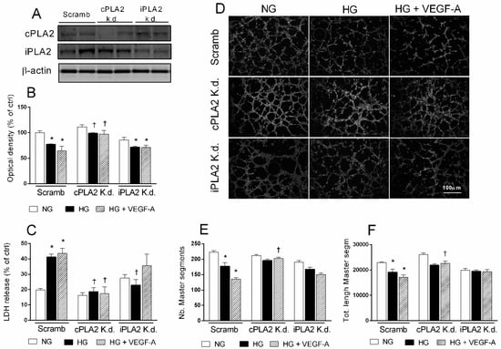 Ijms Free Full Text Activation Of The Vegf A Erk Pla2 Axis Mediates Early Retinal Endothelial Cell Damage Induced By High Glucose New Insight From An In Vitro Model Of Diabetic Retinopathy Html