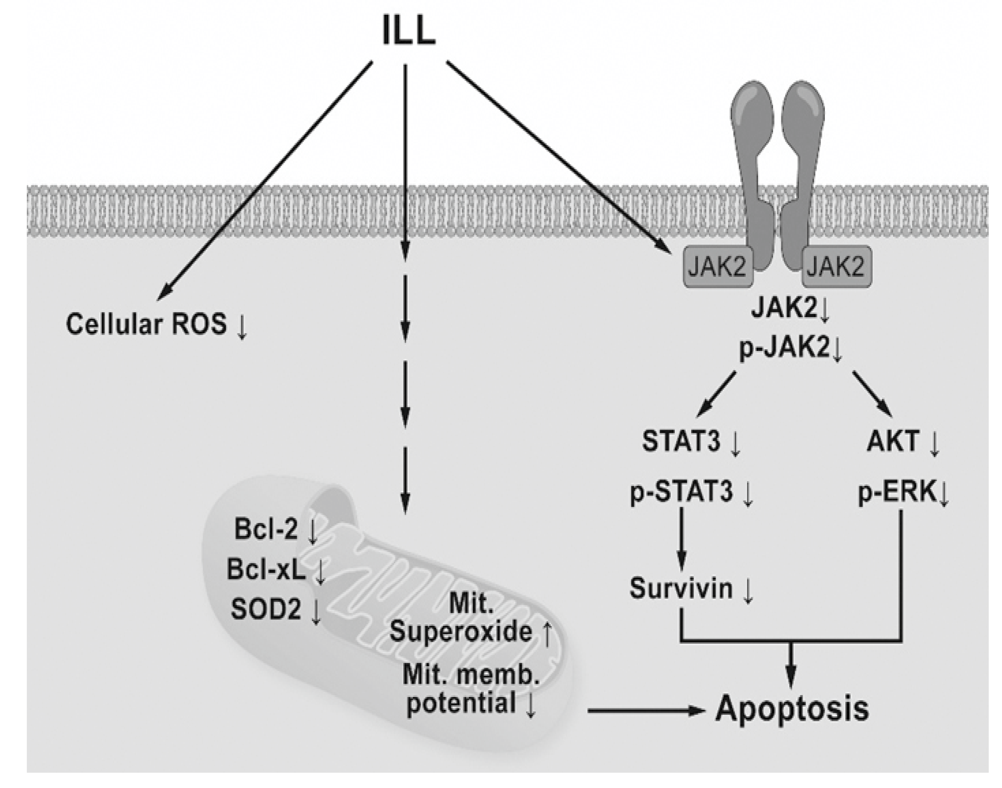 Ijms 21 07530 g006 Ijms 21 07530 g006