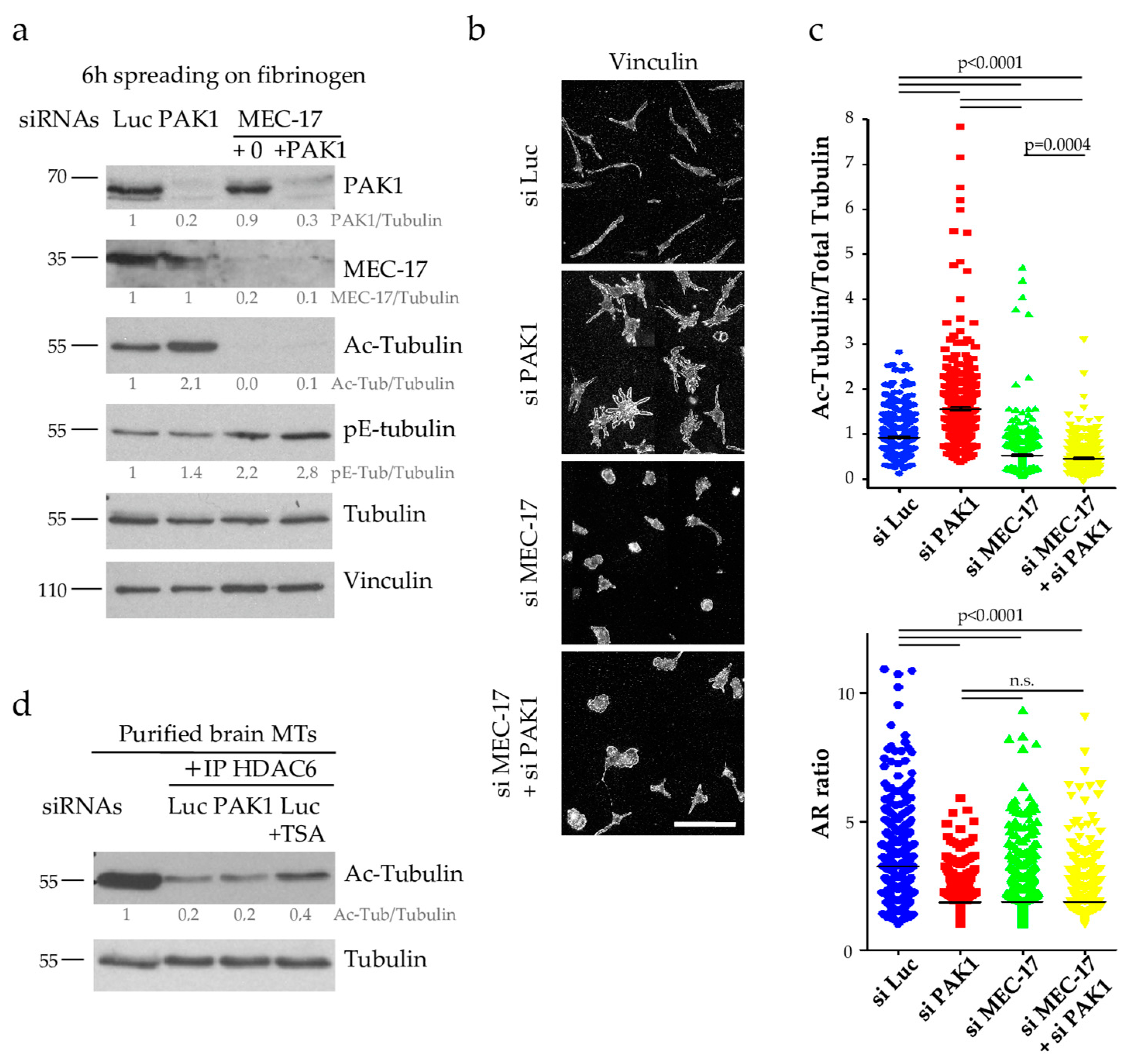 Ijms 21 07531 g005 Ijms 21 07531 g005