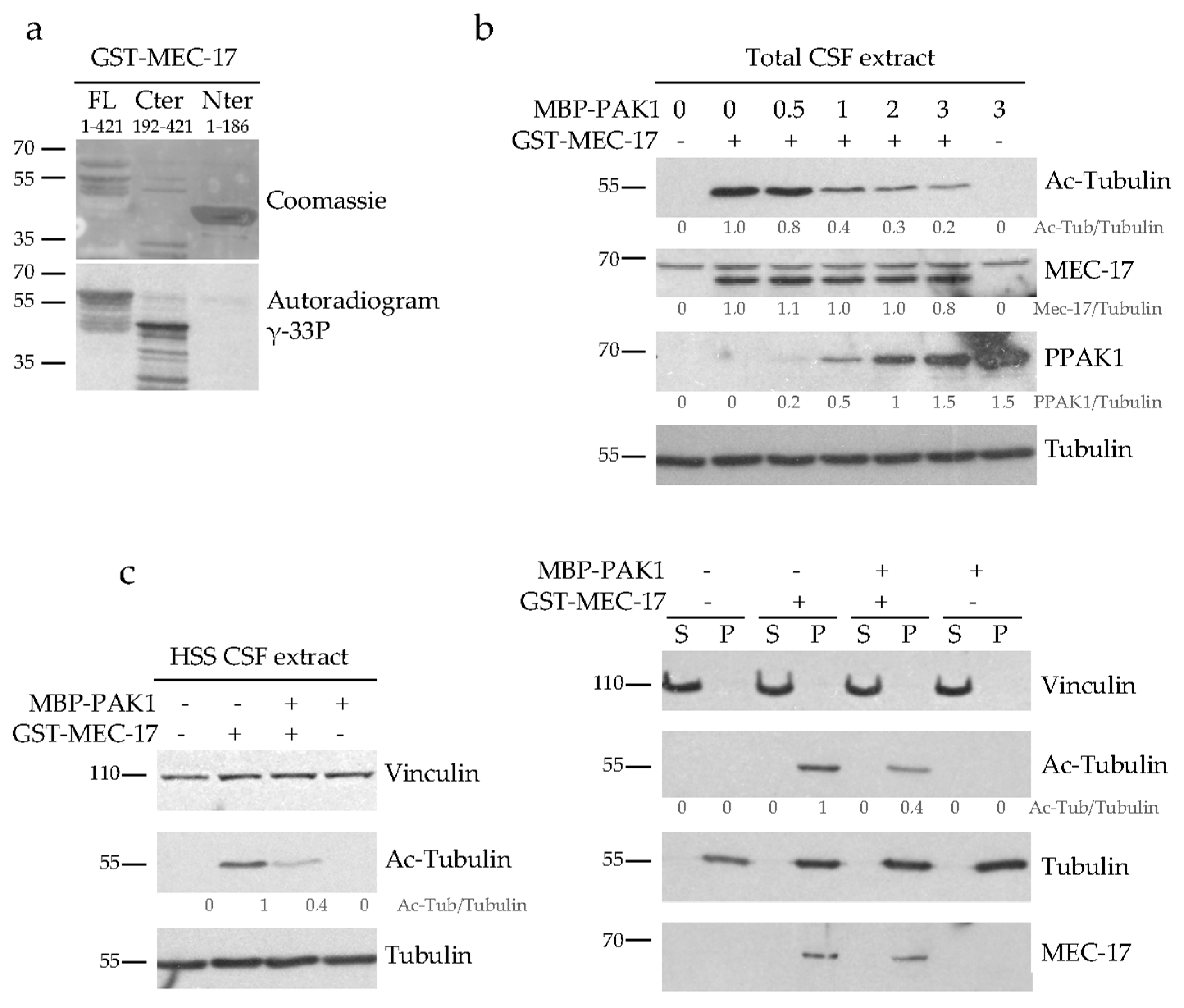 Ijms 21 07531 g006 Ijms 21 07531 g006